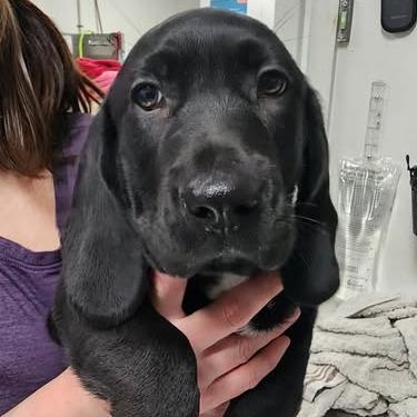 Harewood thumbnail 5