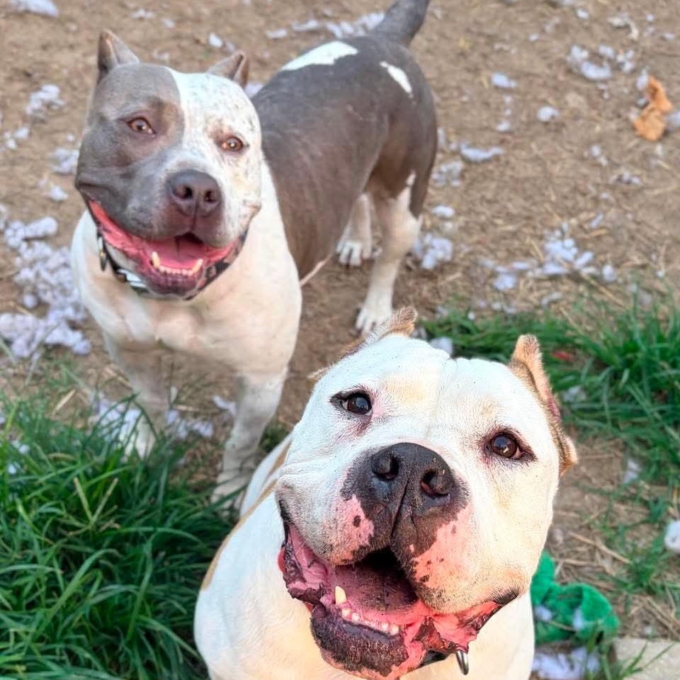 Enlarge Cookie, an adoptable mixed breed in INDIANAPOLIS, IN image 6/6