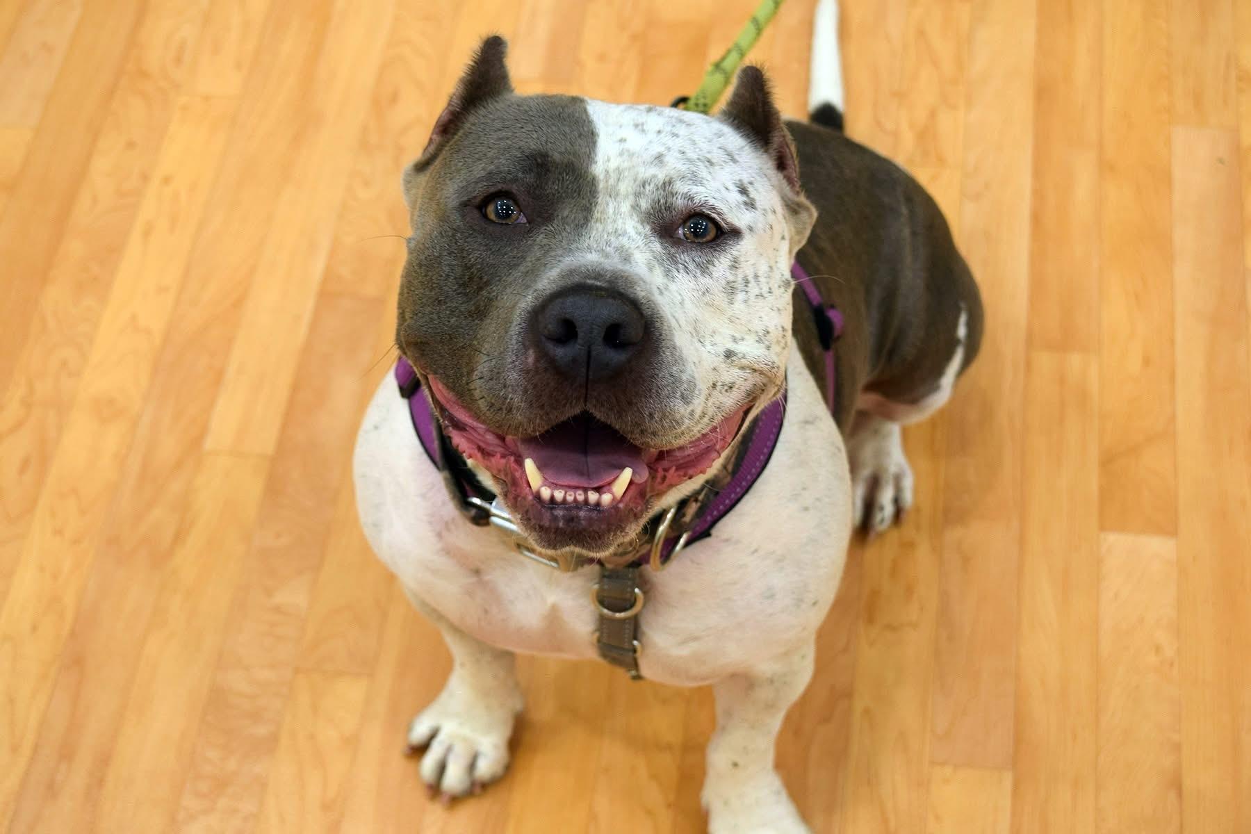 Enlarge Cookie, an adoptable mixed breed in INDIANAPOLIS, IN image 6/6