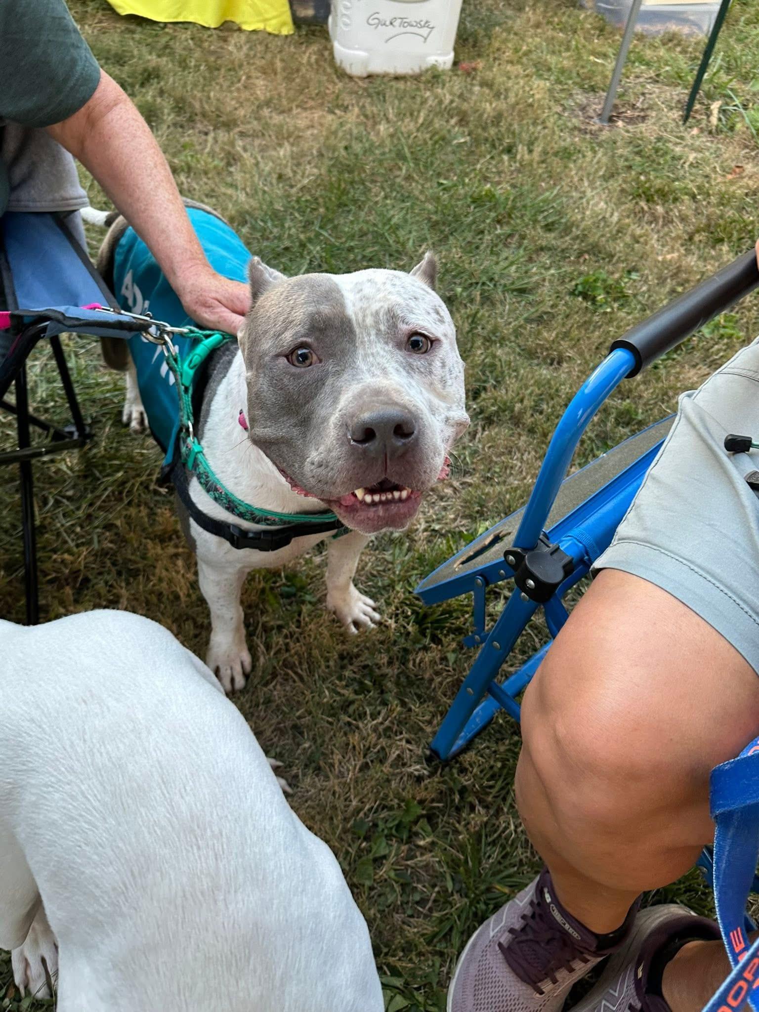Enlarge Cookie, a Adoptable mixed breed in INDIANAPOLIS, IN image 3/6