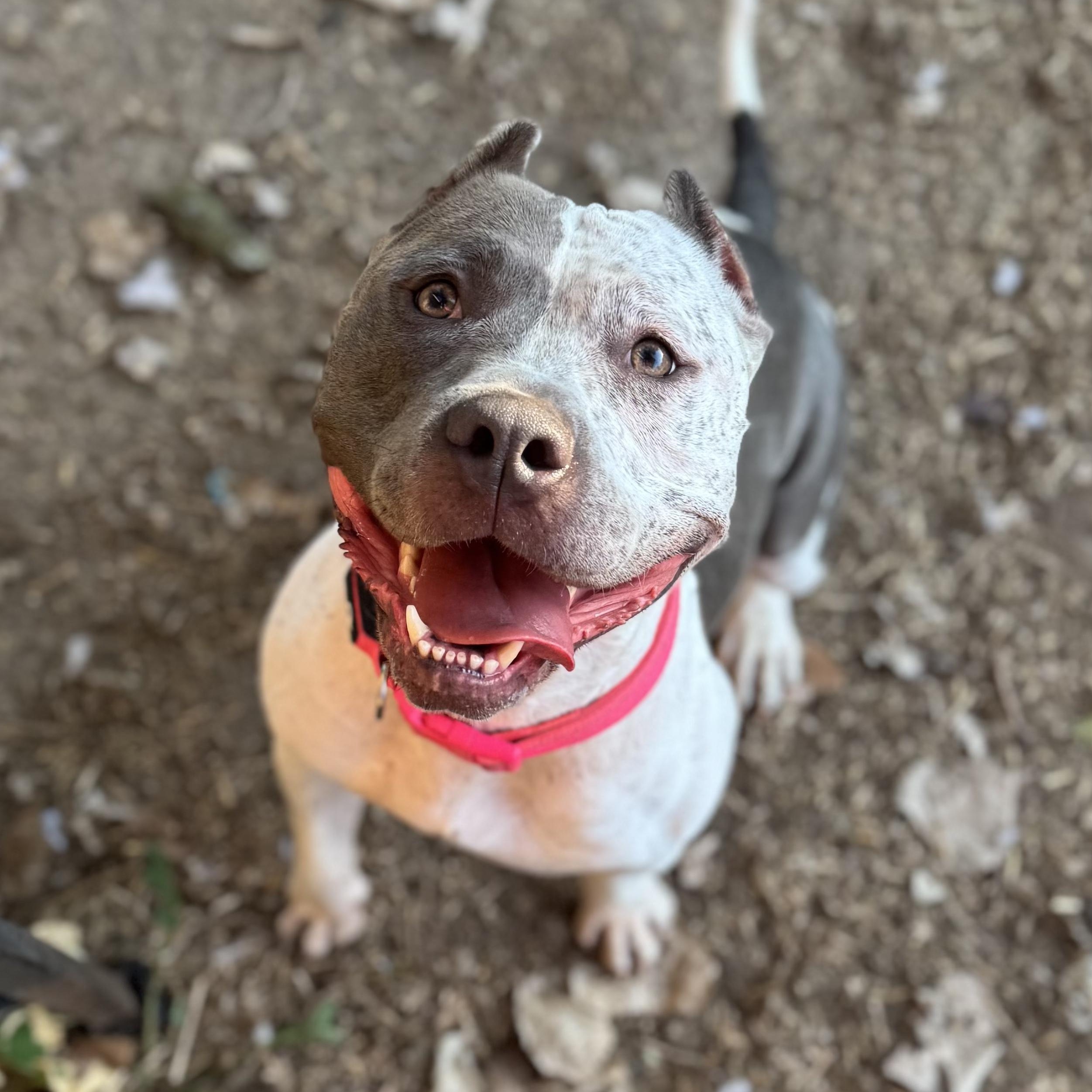 Cookie, Adoptable, Adult Female American Staffordshire Terrier.