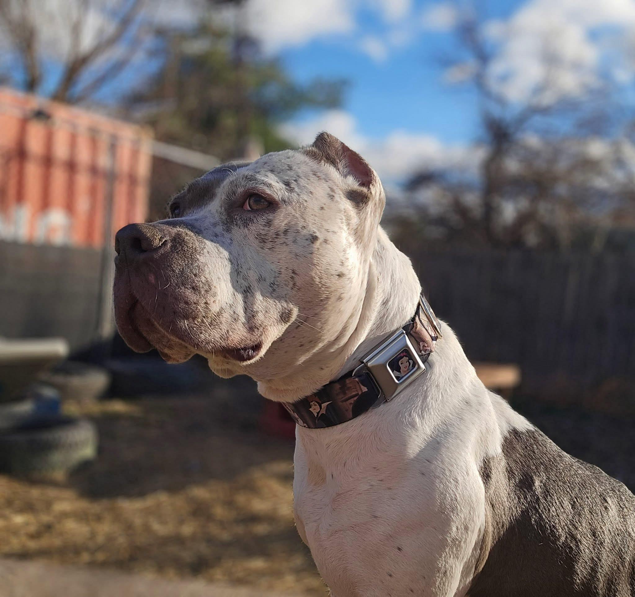 Enlarge Cookie, a Adoptable mixed breed in INDIANAPOLIS, IN image 6/6