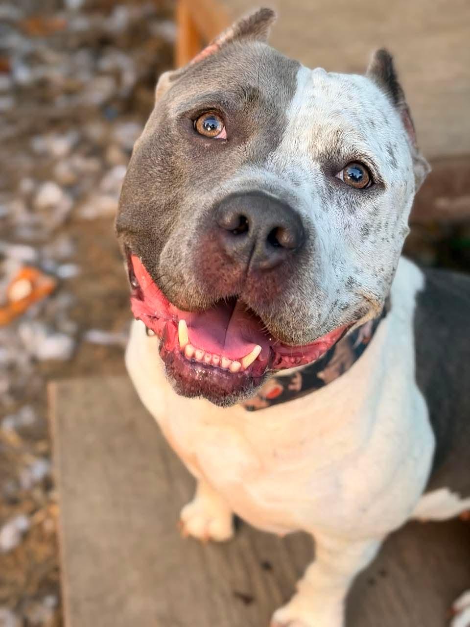 Cookie, adoptable, Adult Female American Bully.