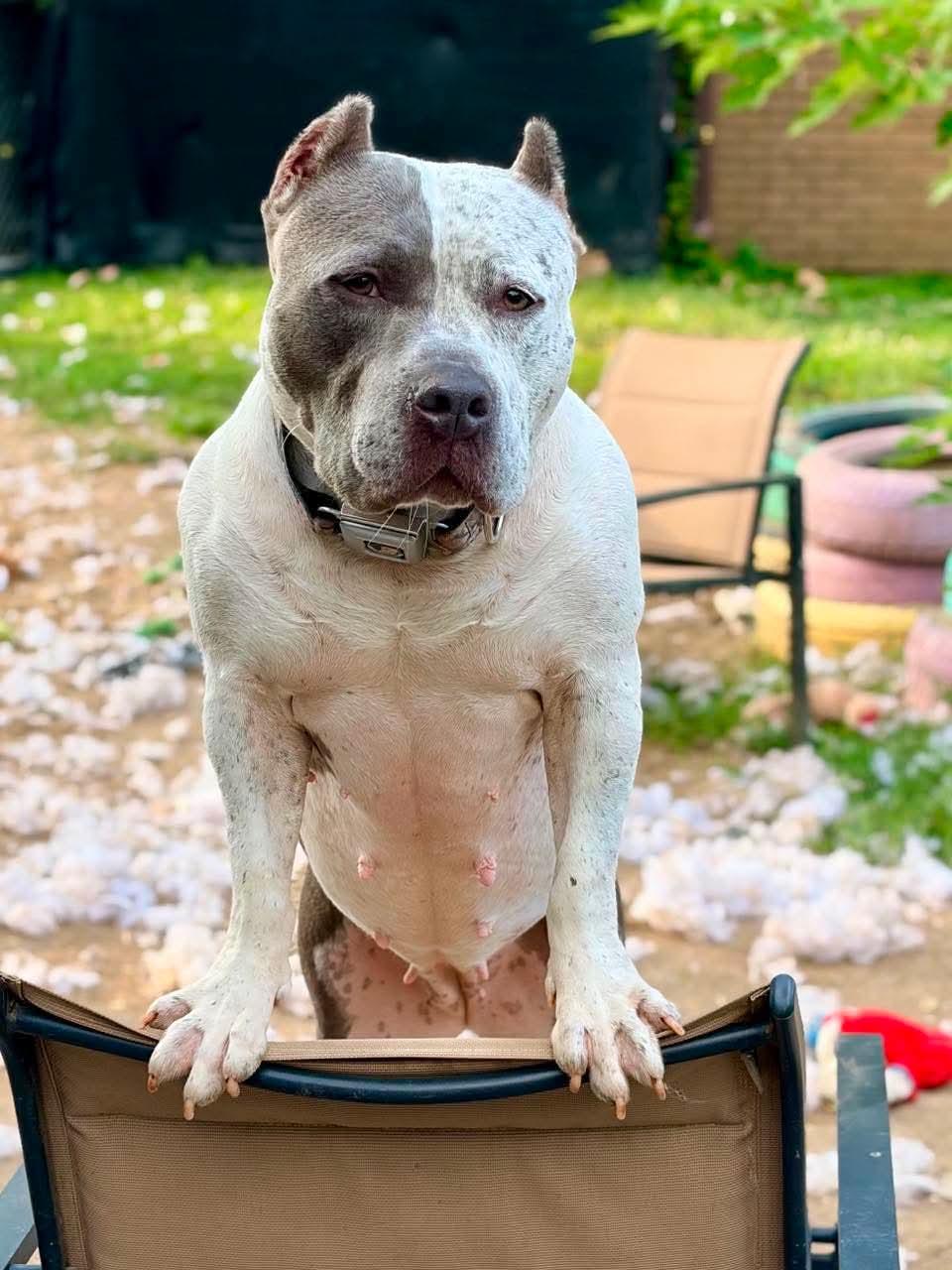 Enlarge Cookie, an adoptable mixed breed in INDIANAPOLIS, IN image 4/6