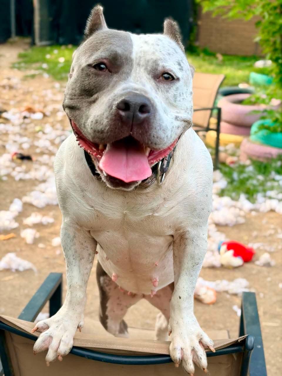 Enlarge Cookie, an adoptable mixed breed in INDIANAPOLIS, IN image 2/6