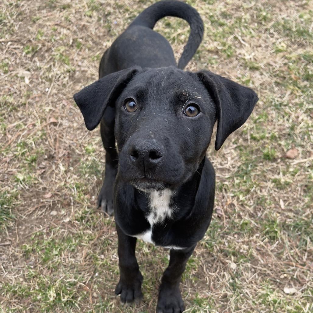 Maki, Adoptable, Puppy Female Black Labrador Retriever & Mixed Breed.