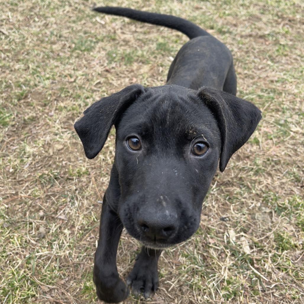 Enlarge Maki, a Adoptable mixed breed in New Fairfield, CT image 2/4