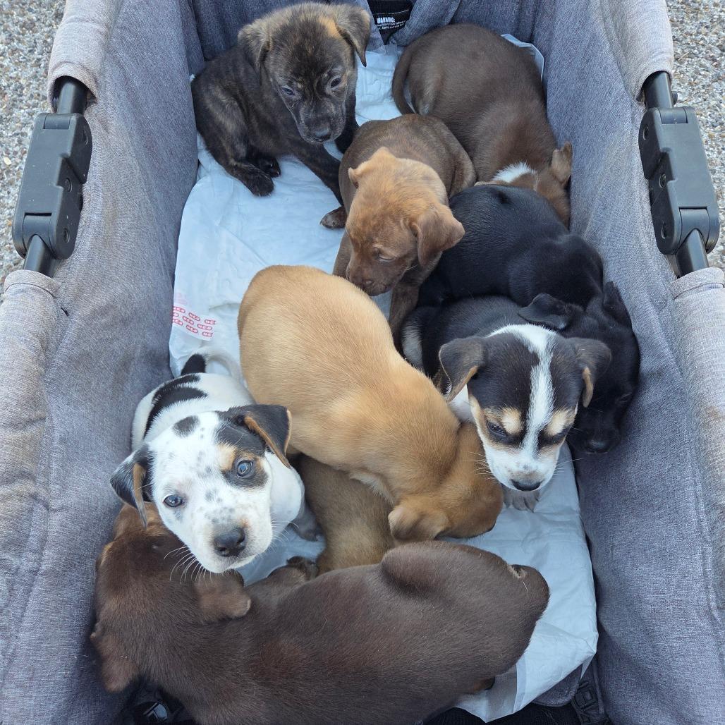 Enlarge Maki, a Adoptable mixed breed in New Fairfield, CT image 3/4