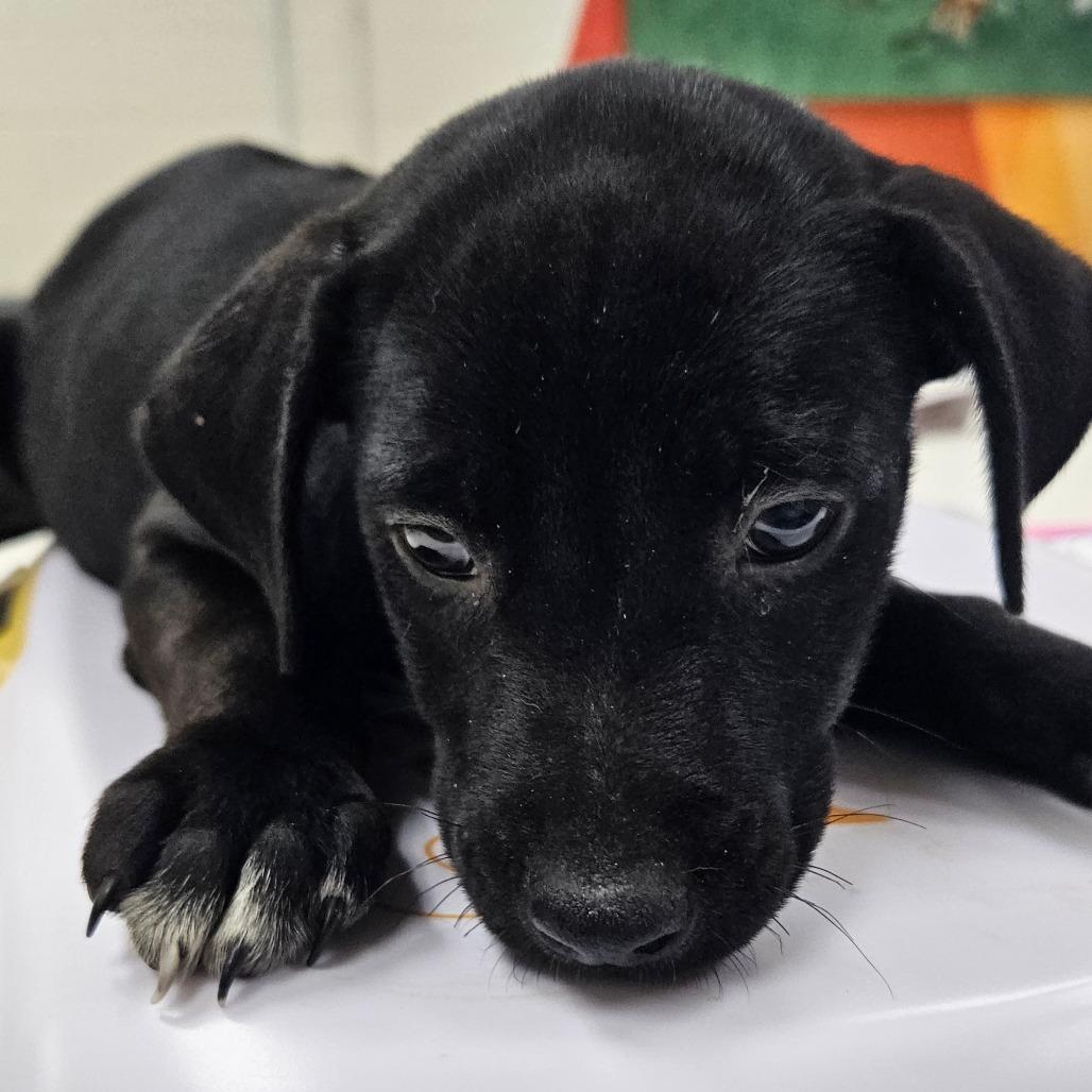 Enlarge Maki, a Adoptable mixed breed in New Fairfield, CT image 4/4