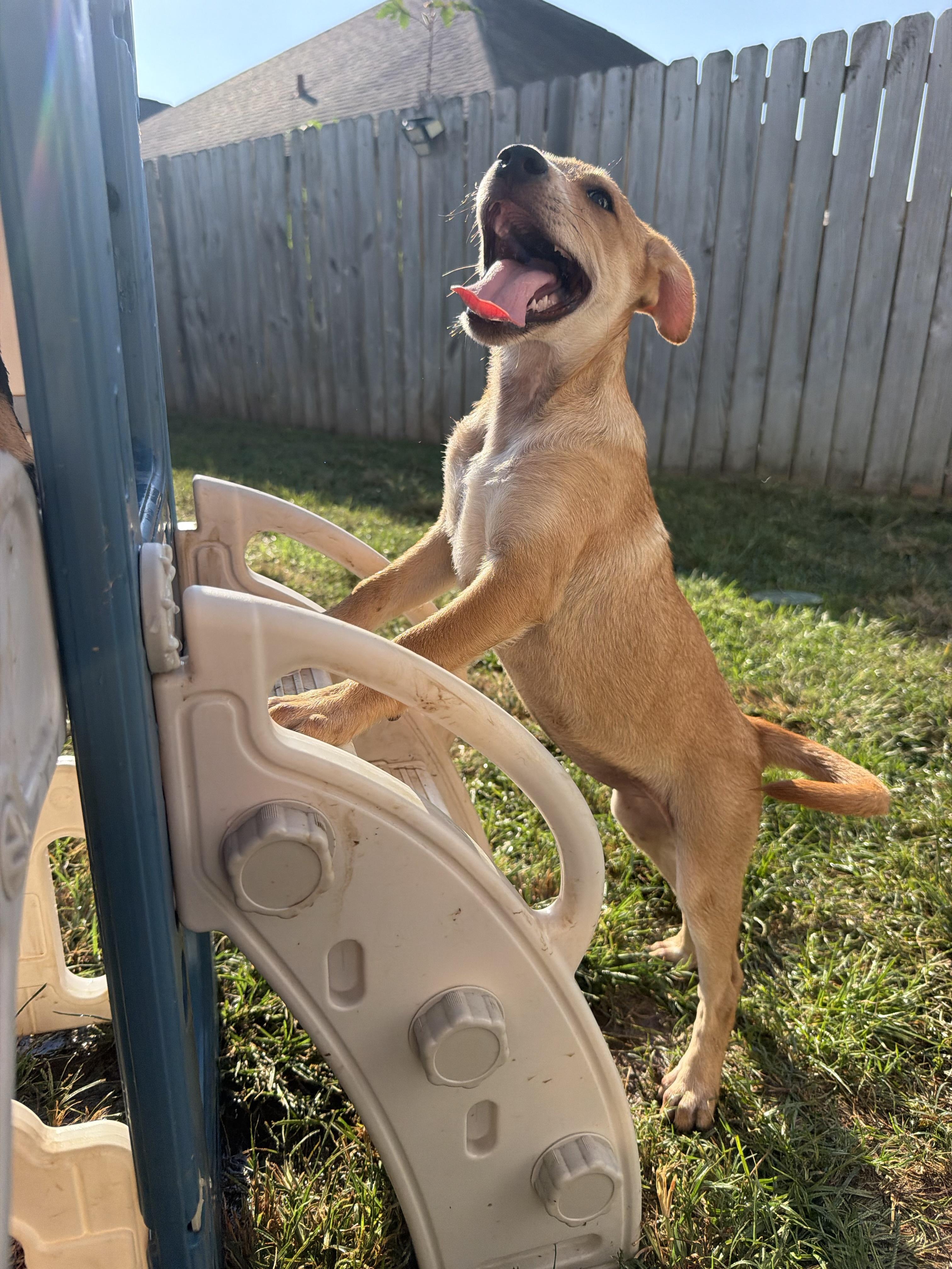 Enlarge Cinnamon Roll, a Adoptable mixed breed in Grafton, MA image 1/5