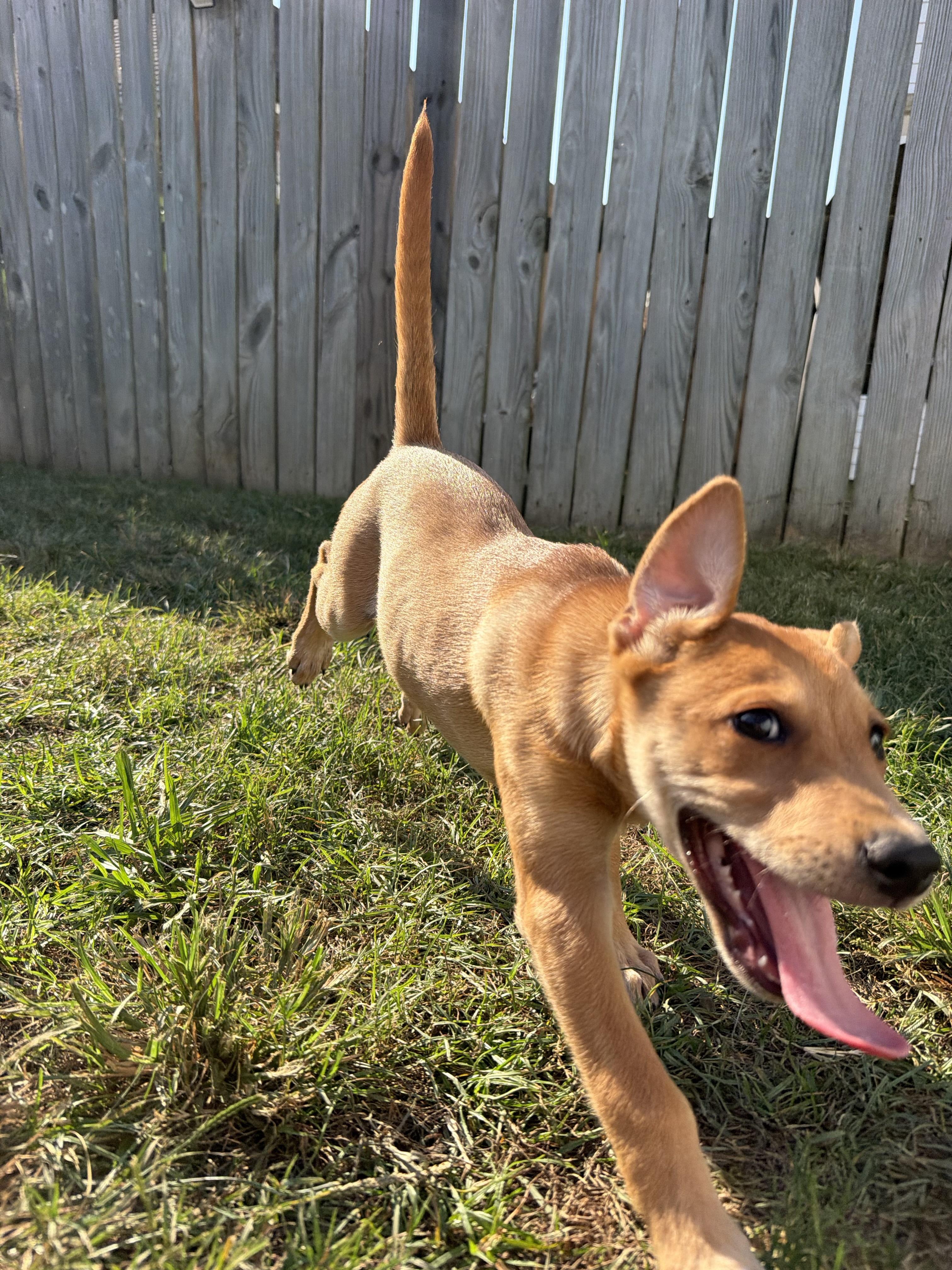 Enlarge Cinnamon Roll, a Adoptable mixed breed in Grafton, MA image 2/5
