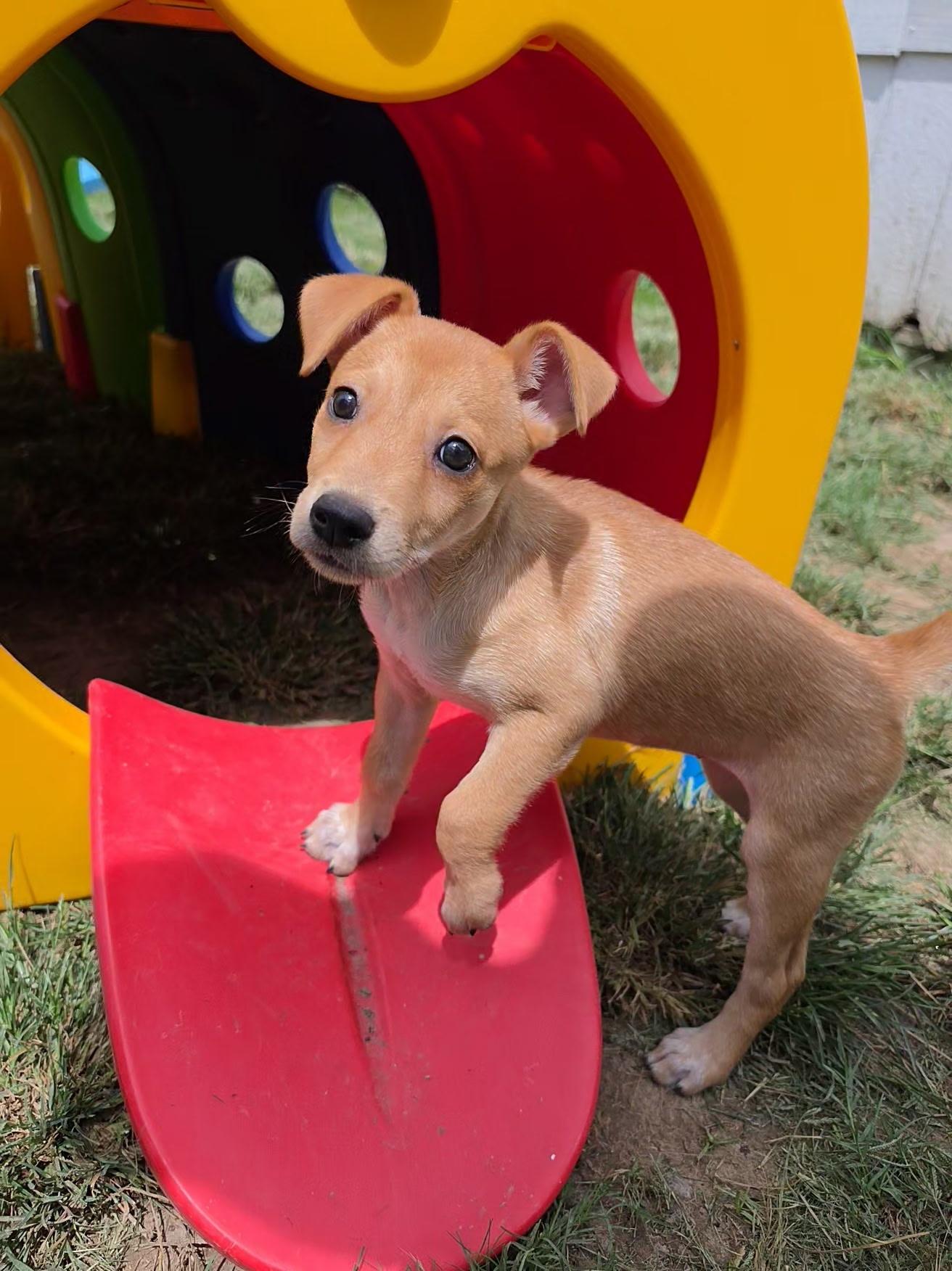 Enlarge Cinnamon Roll, a Adoptable mixed breed in Grafton, MA image 4/5