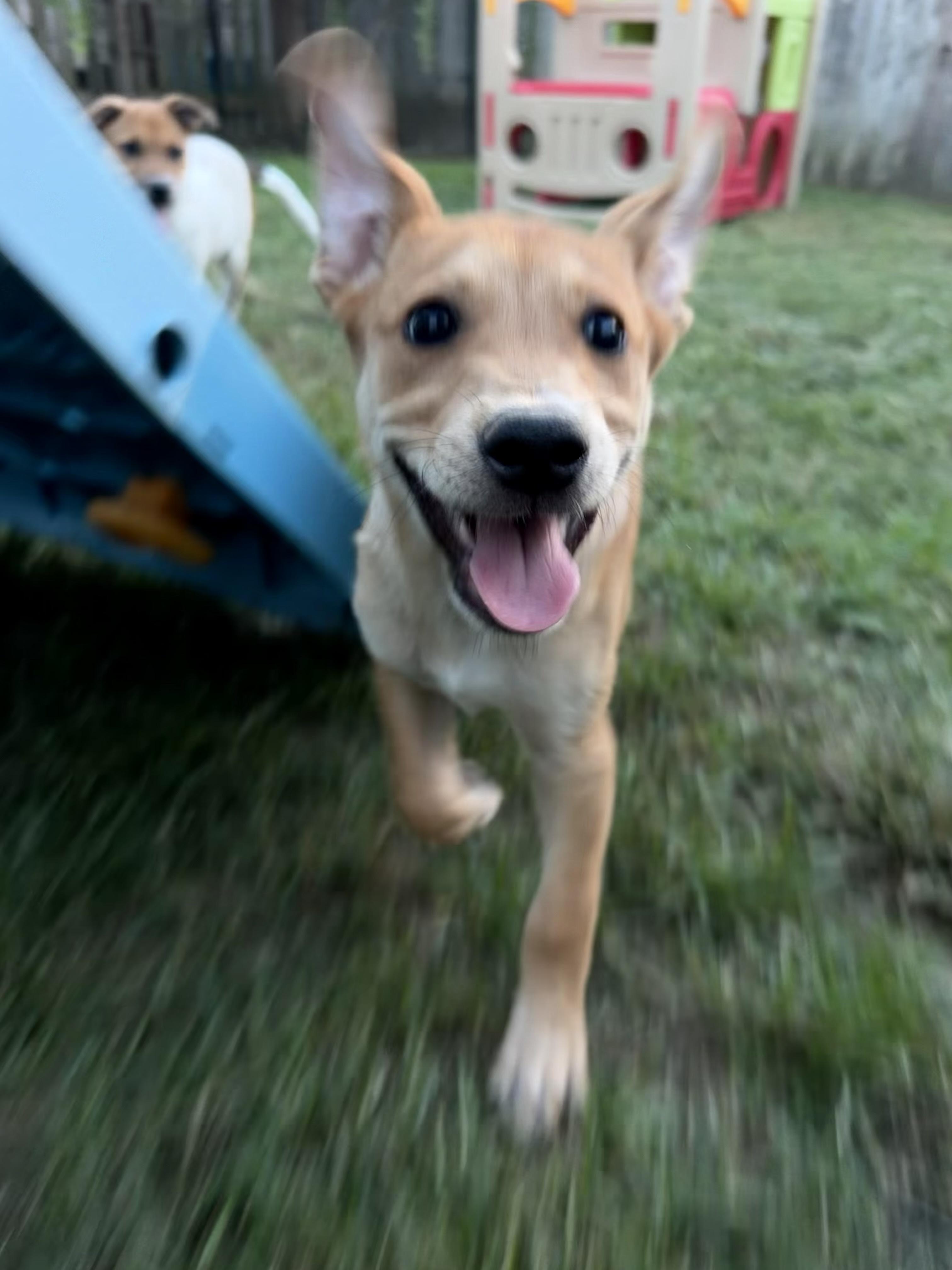 Enlarge Cinnamon Roll, a Adoptable mixed breed in Grafton, MA image 5/5