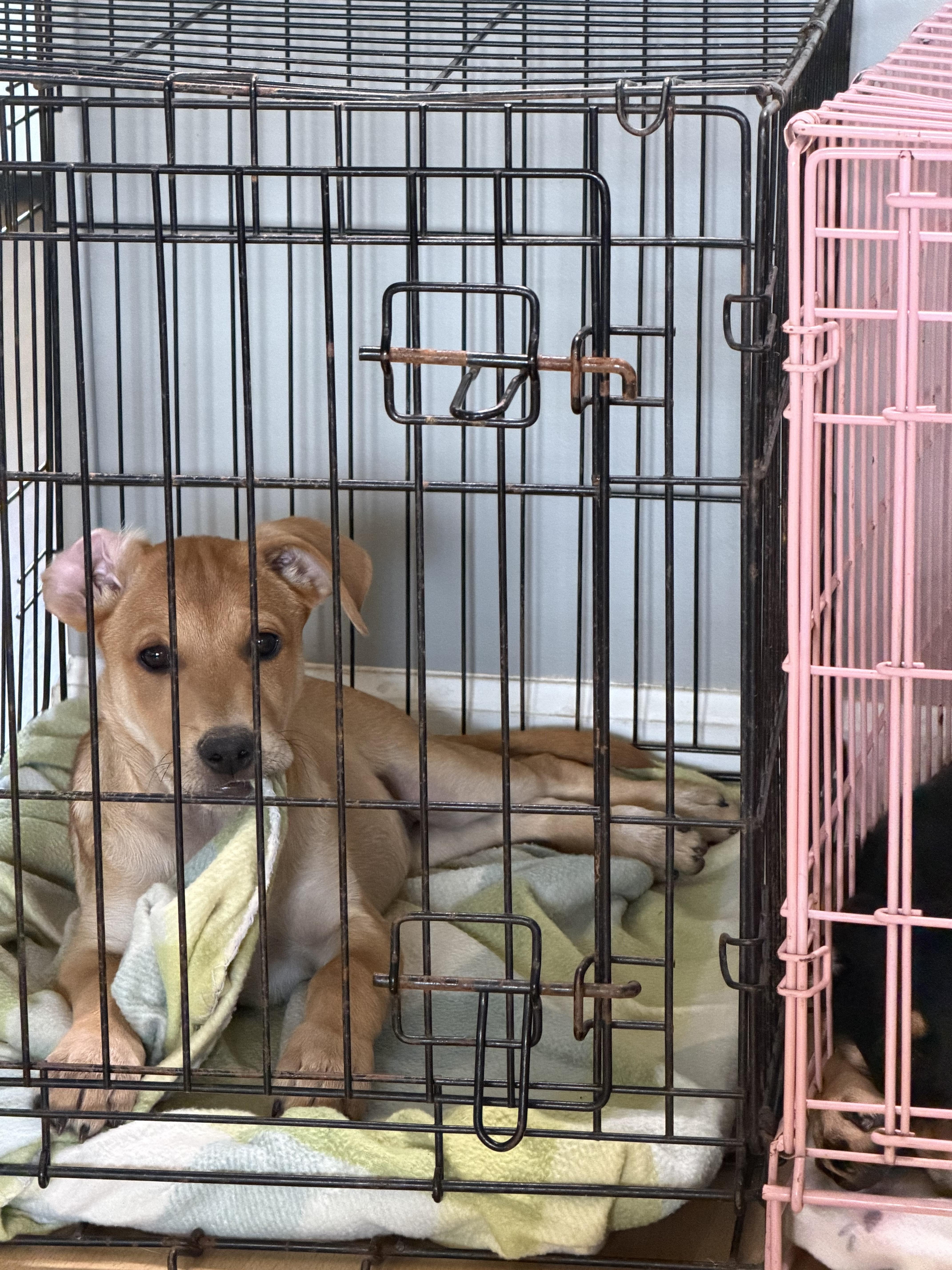 Enlarge Cinnamon Roll, a Adoptable mixed breed in Grafton, MA image 3/5
