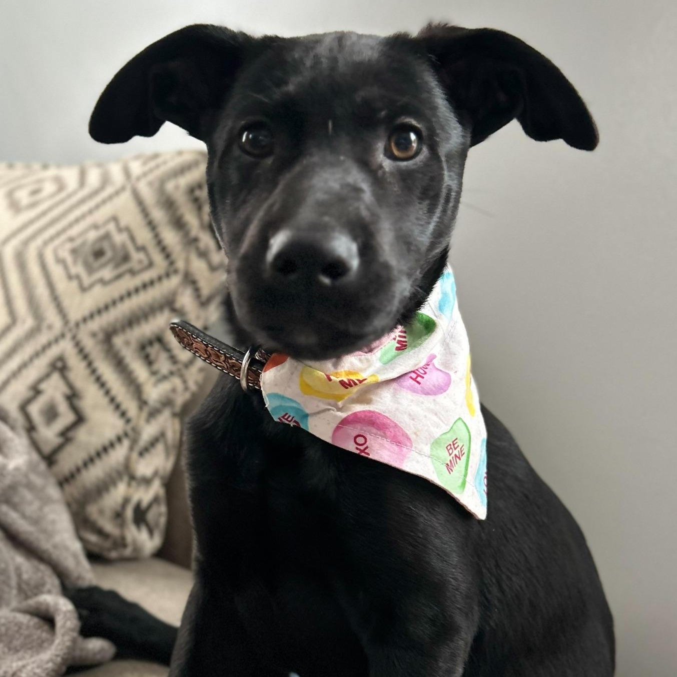 Ammy — thumbnail 2