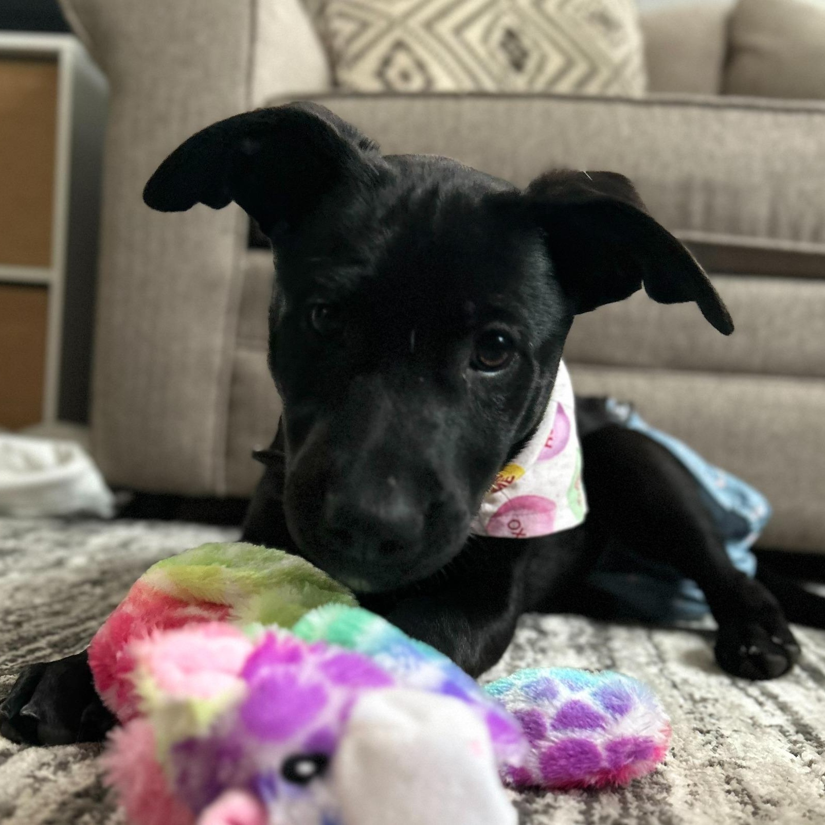 Ammy — thumbnail 3