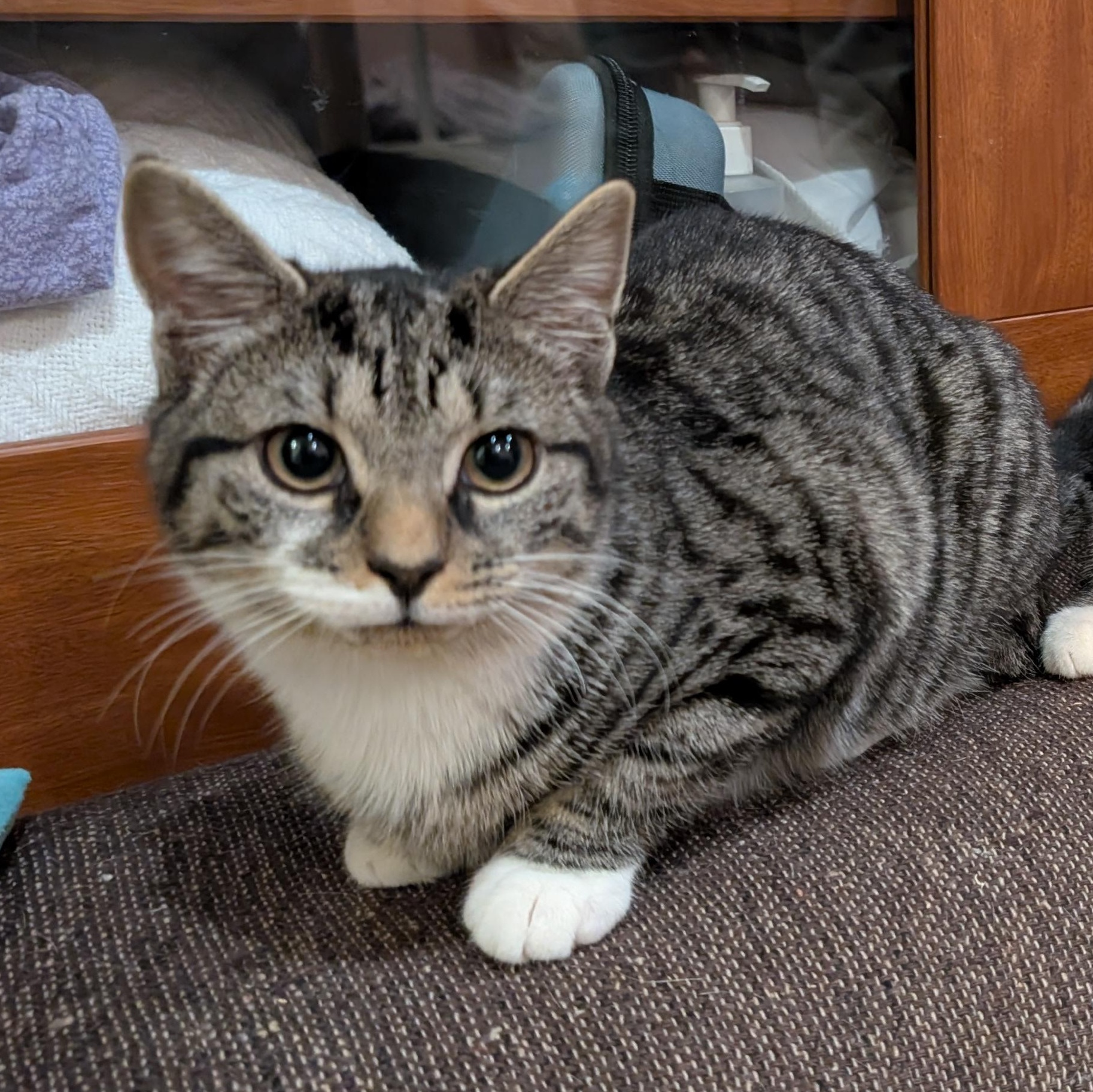 7-Up, Adoptable, Kitten Female Tabby & Domestic Short Hair.