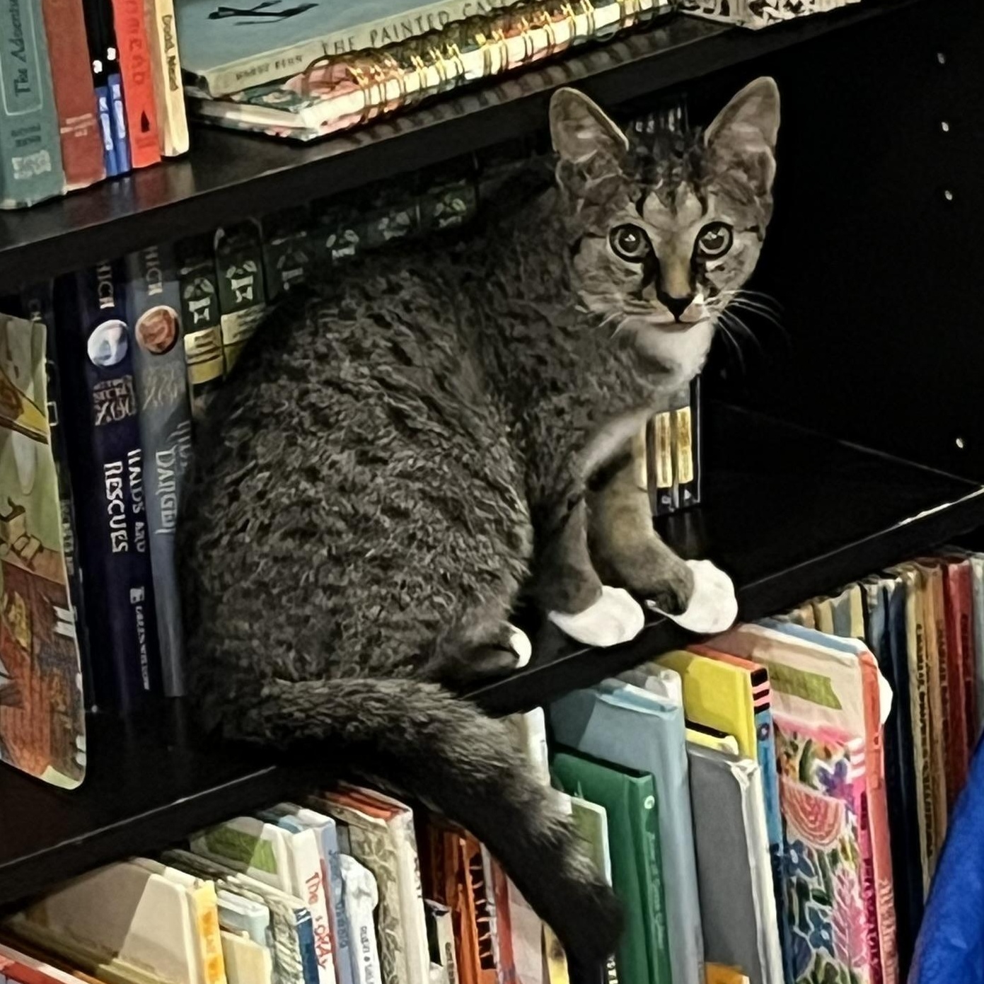 7-Up, a Adoptable mixed breed in Hyattsville, MD image 2/6