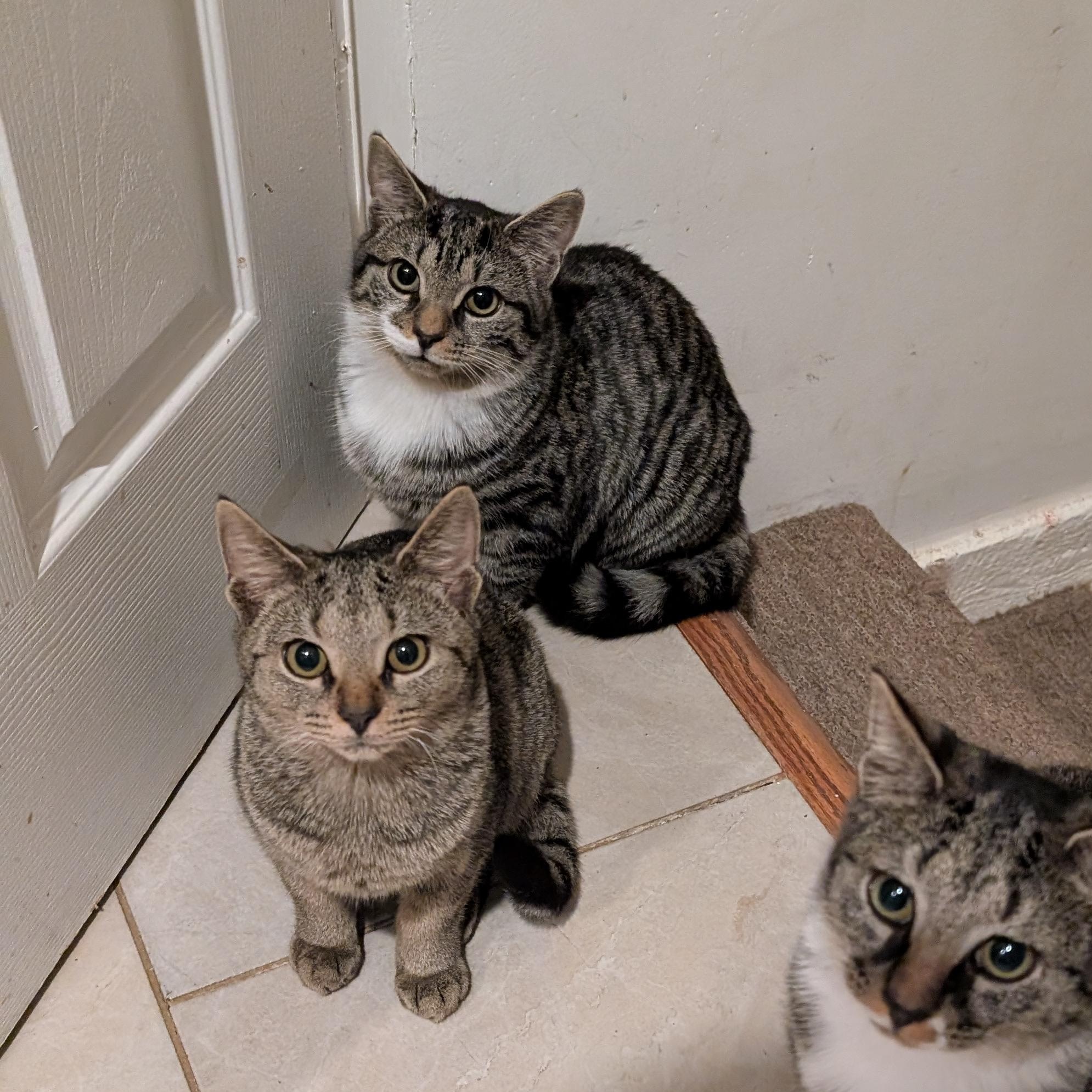 7-Up, a Adoptable mixed breed in Hyattsville, MD image 5/6