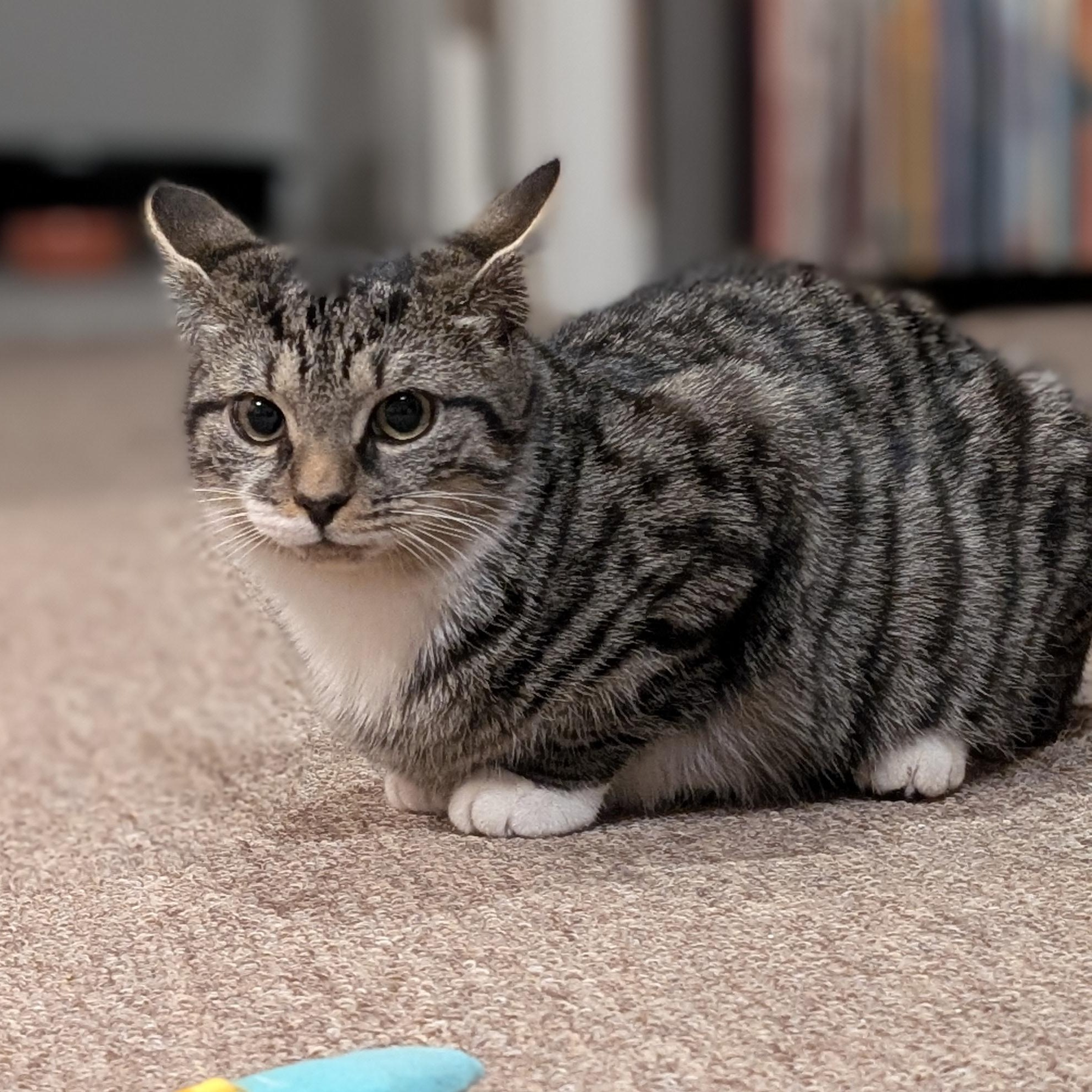 7-Up, a Adoptable mixed breed in Hyattsville, MD image 3/6