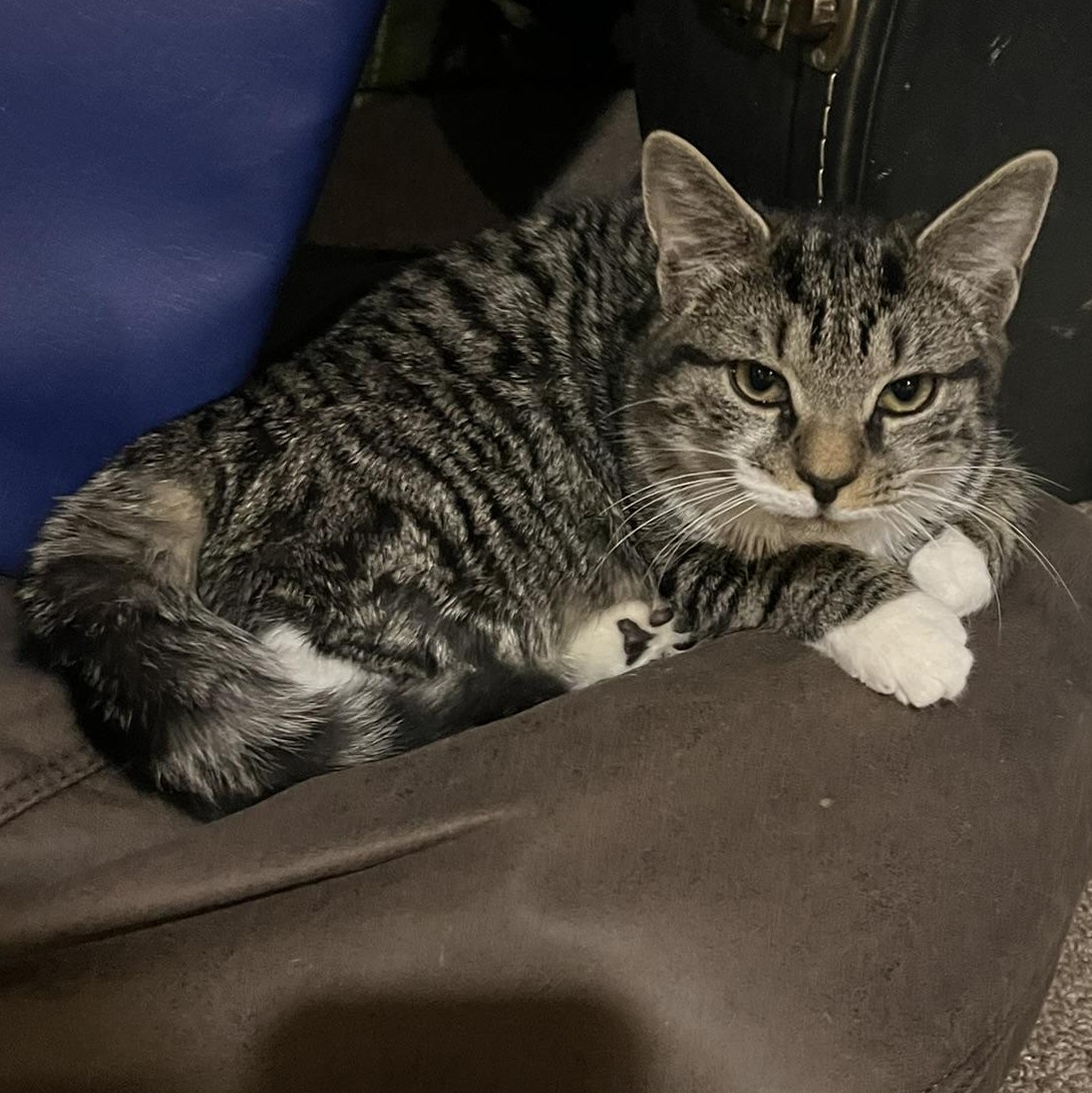 7-Up, a Adoptable mixed breed in Hyattsville, MD image 4/6