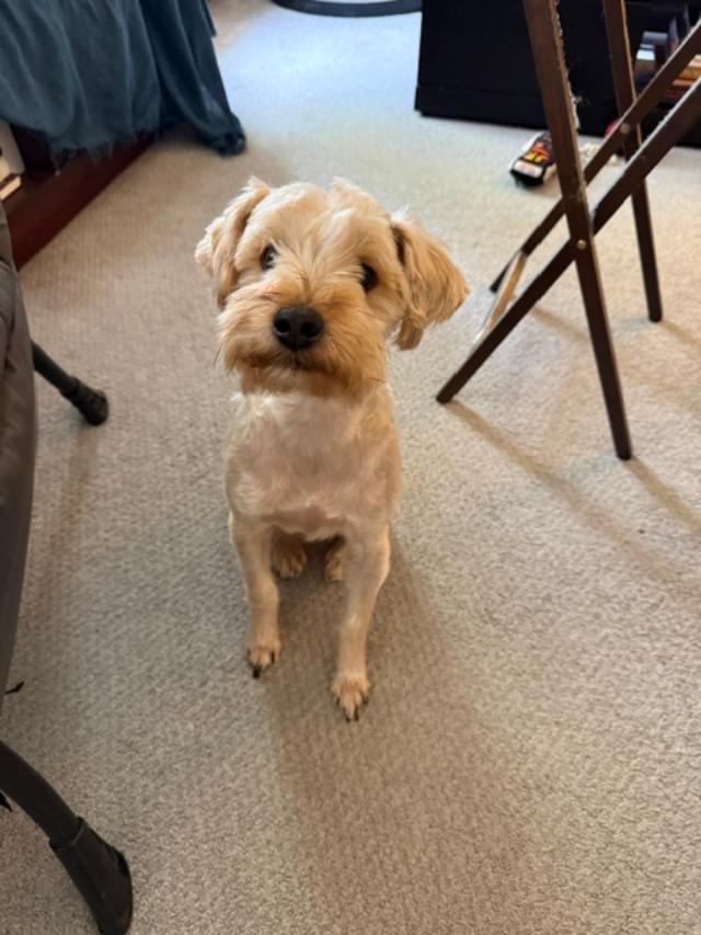 Enlarge Marco, a ADOPTABLE Yorkshire Terrier in Williamsburg, VA image 2/6
