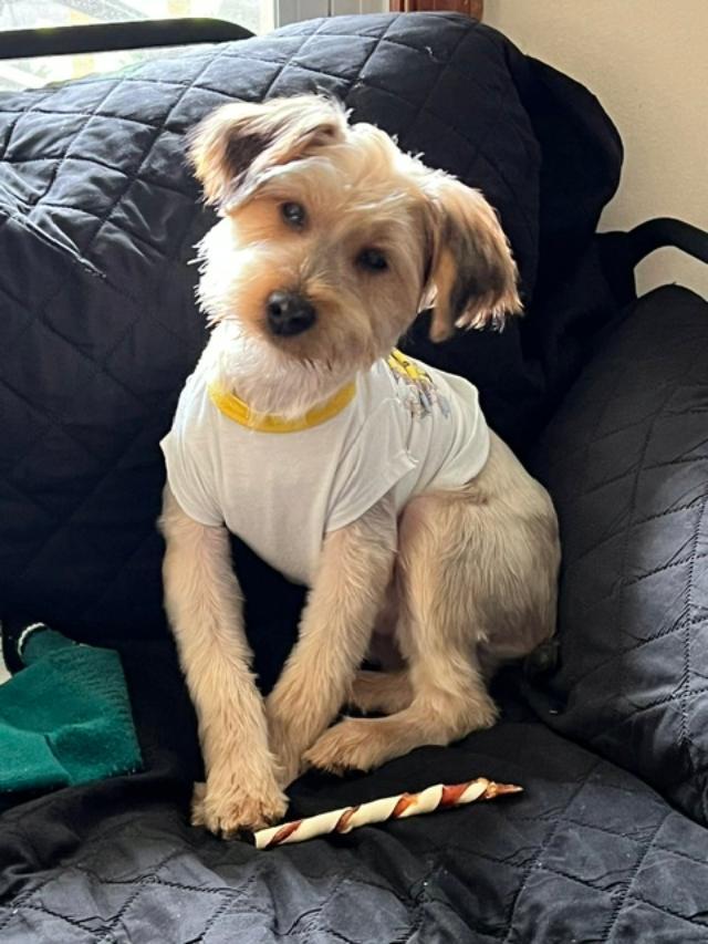 Enlarge Marco, a ADOPTABLE Yorkshire Terrier in Williamsburg, VA image 1/6