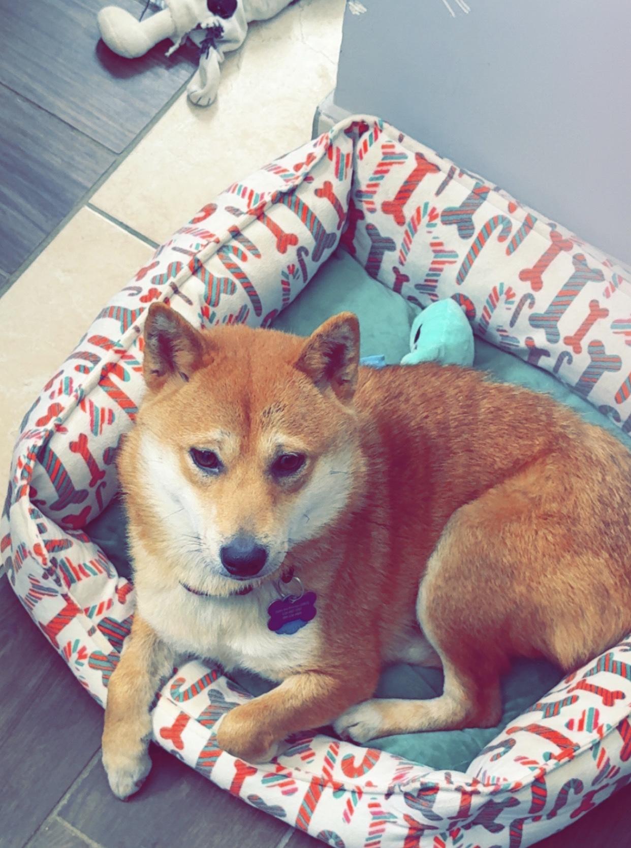 Cinder, a ADOPTABLE Shiba Inu in Columbus, OH image 2/6