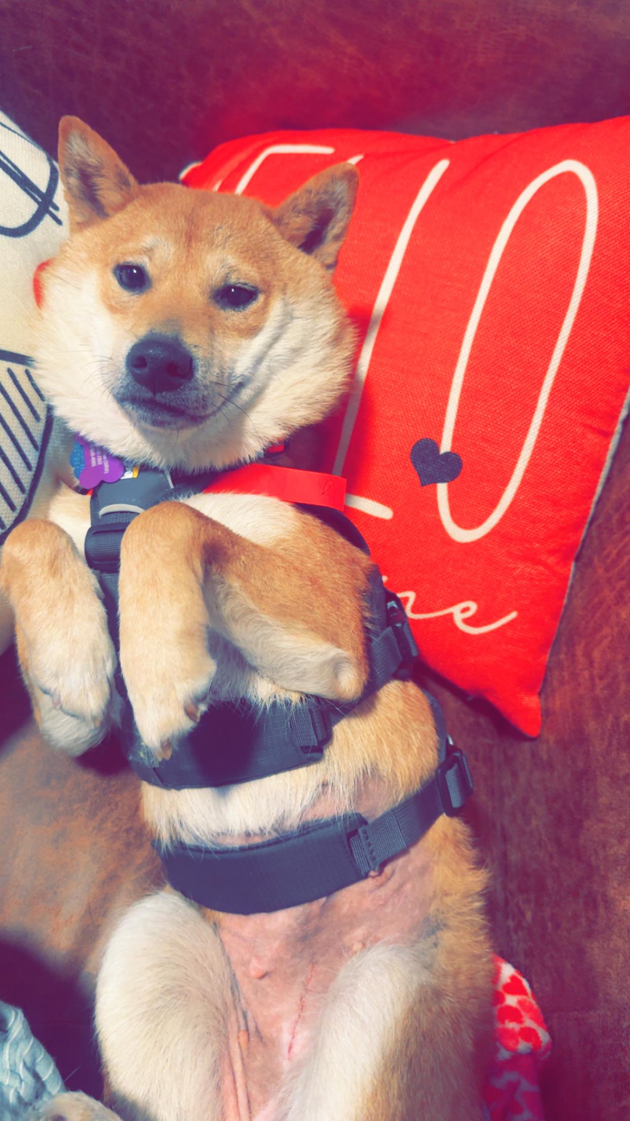 Cinder, a ADOPTABLE Shiba Inu in Columbus, OH image 1/6