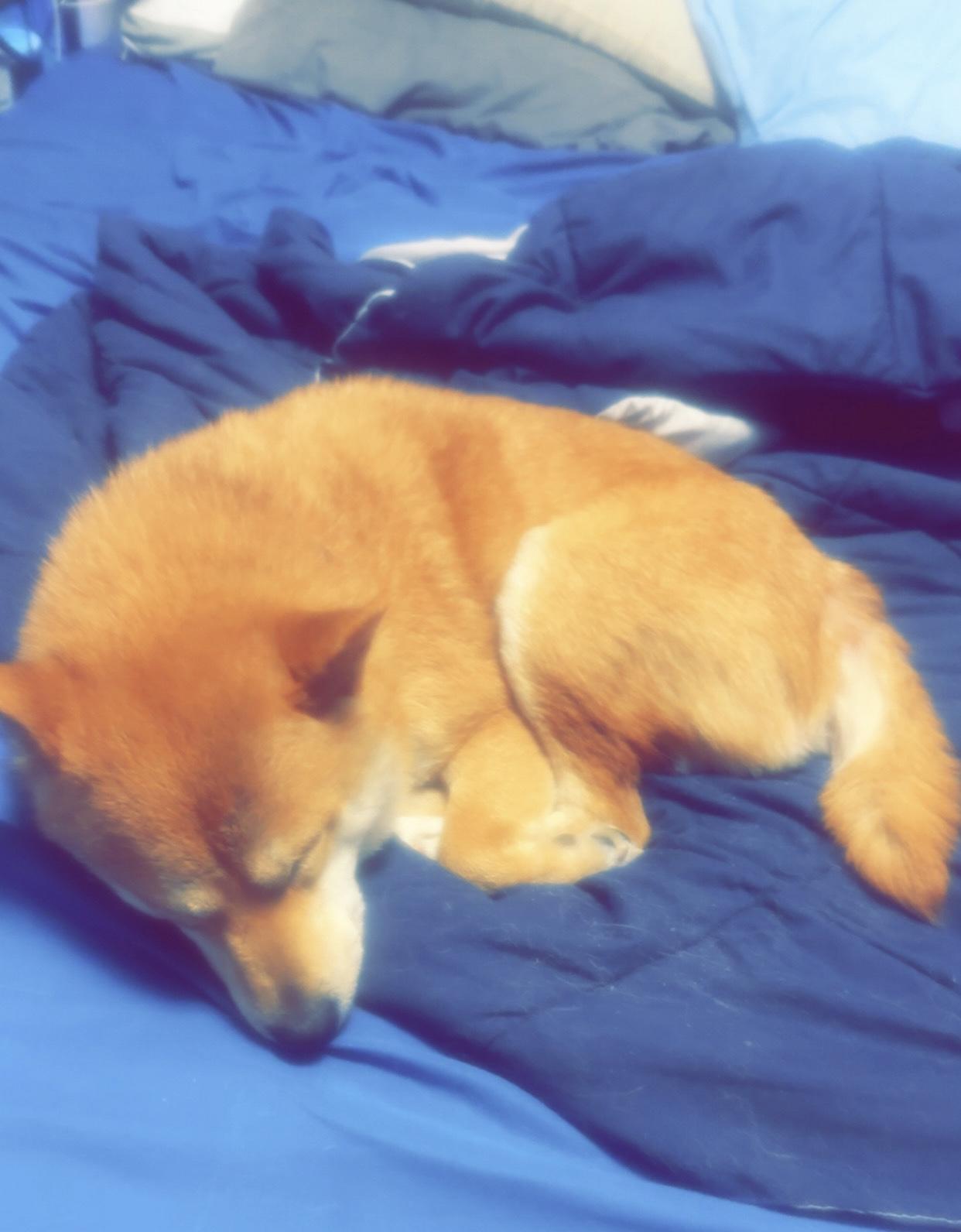 Cinder, a ADOPTABLE Shiba Inu in Columbus, OH image 5/6