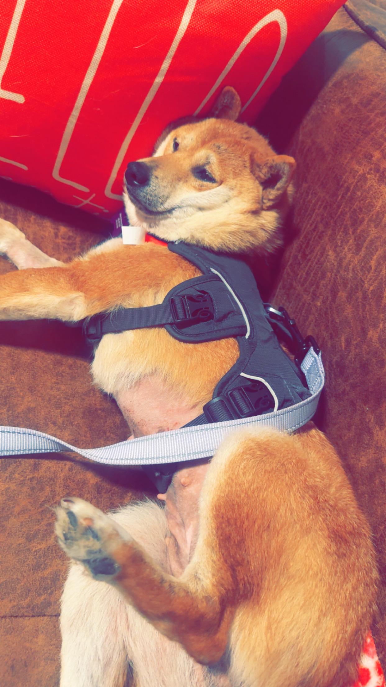 Cinder, a ADOPTABLE Shiba Inu in Columbus, OH image 3/6