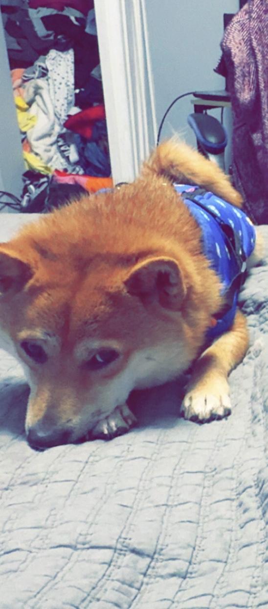 Cinder, a ADOPTABLE Shiba Inu in Columbus, OH image 4/6