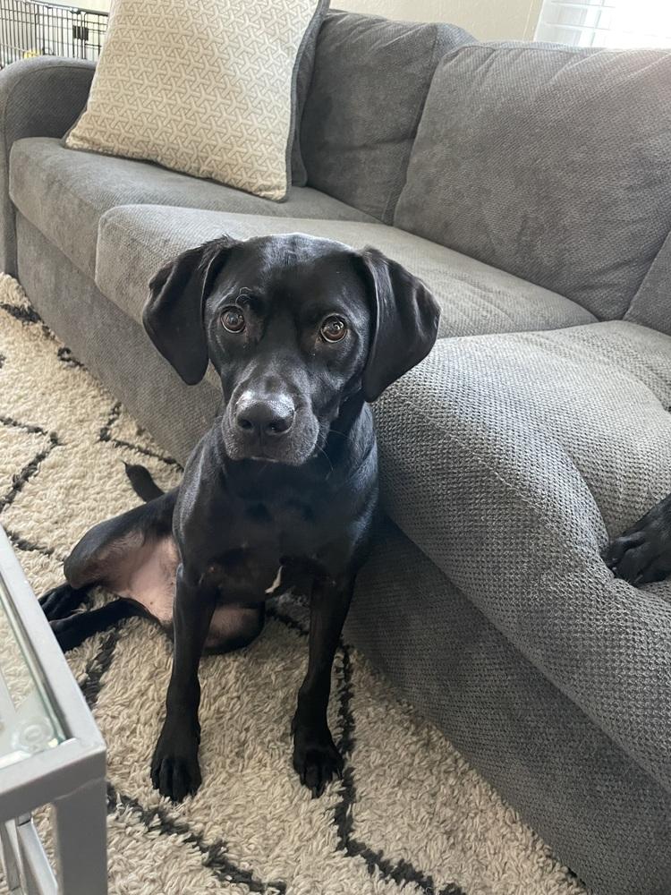Levi, Adoptable, Adult Male American Staffordshire Terrier.