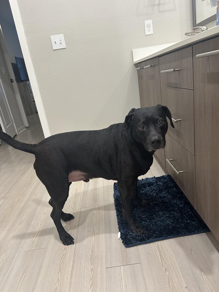 Levi, a Adoptable mixed breed in Orlando, FL image 2/4