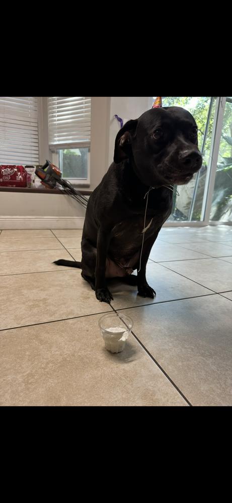 Levi, a Adoptable mixed breed in Orlando, FL image 3/4