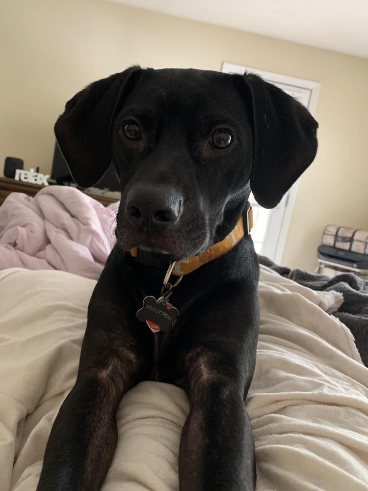 Levi, a Adoptable mixed breed in Orlando, FL image 4/4
