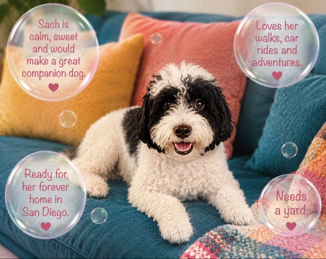 Sacha, a Adoptable mixed breed in Escondido, CA image 1/3