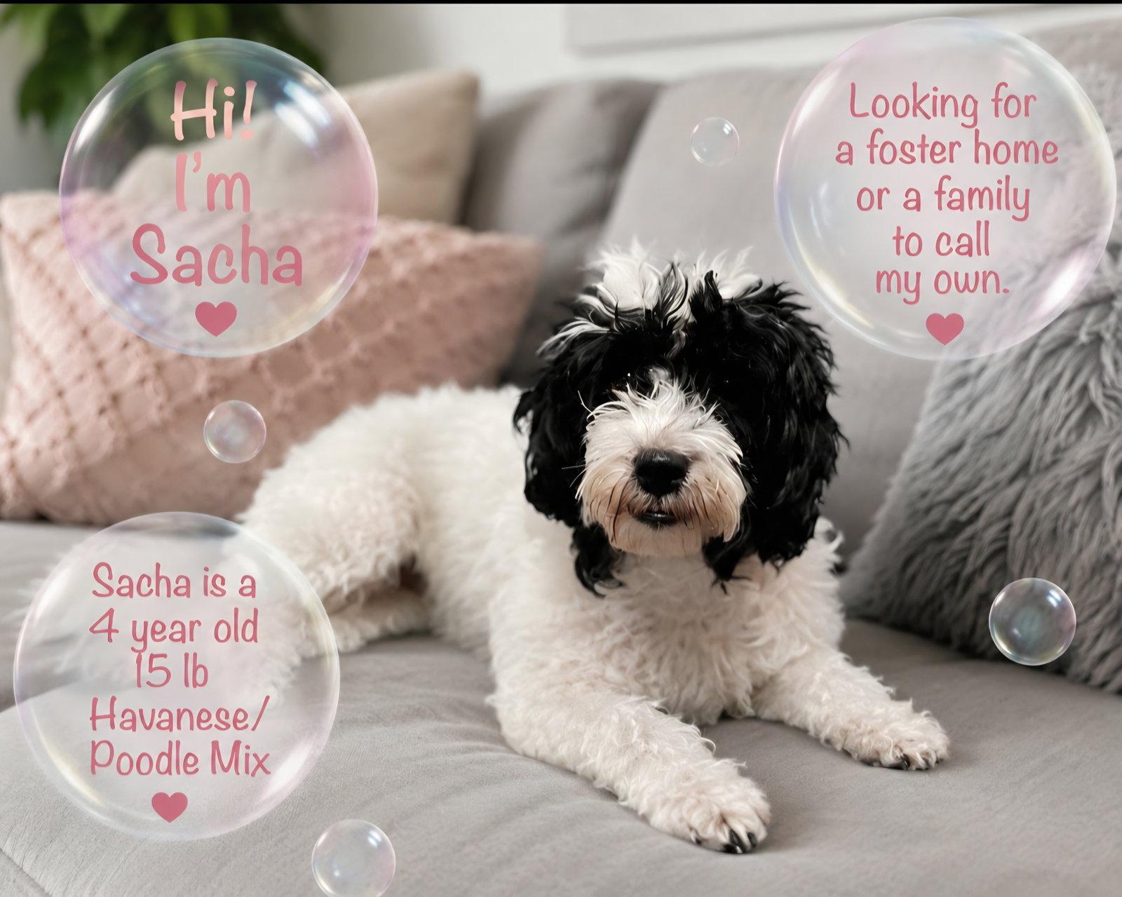 Sacha, a Adoptable mixed breed in Escondido, CA image 2/3