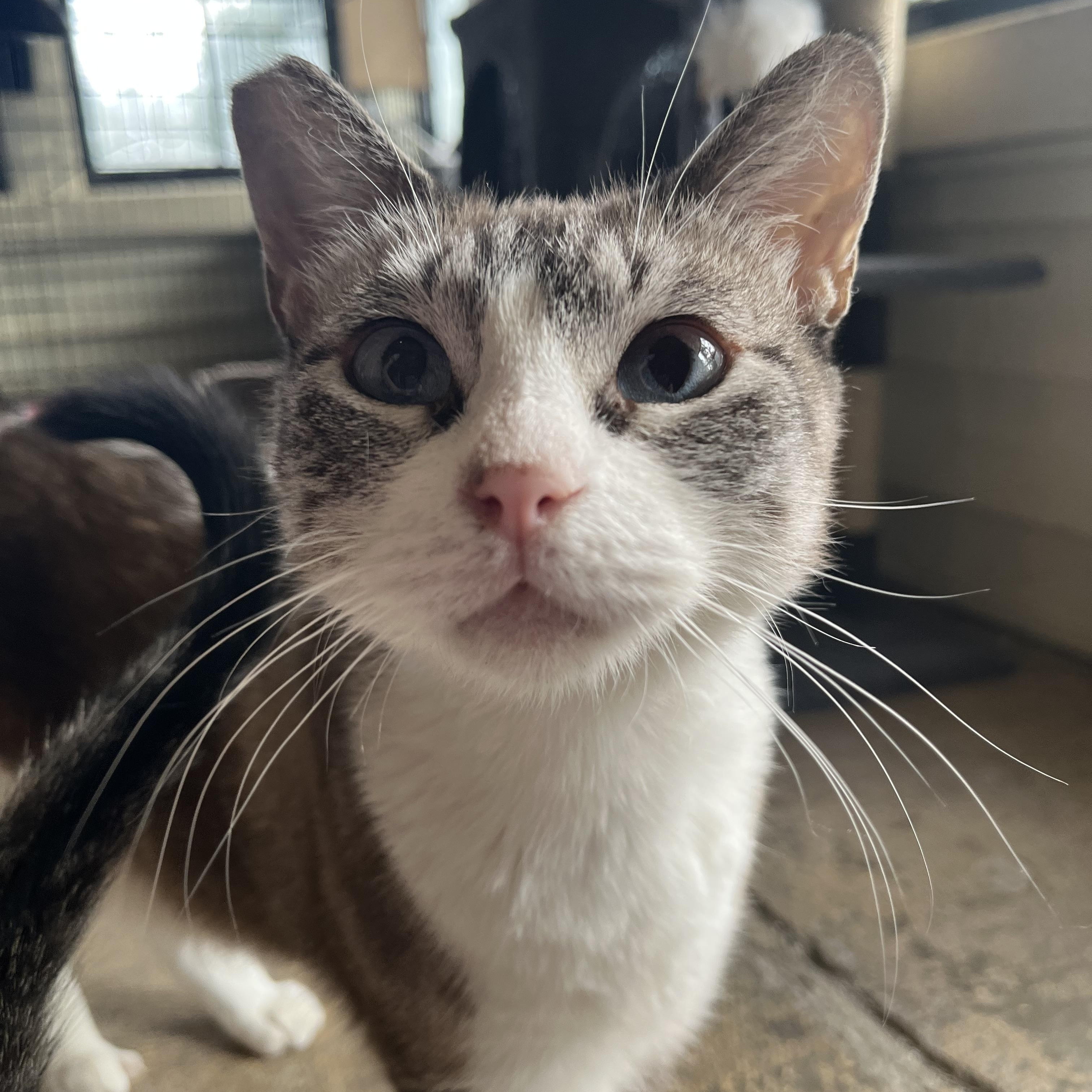 Avalon, adopted, Adult Female Siamese.