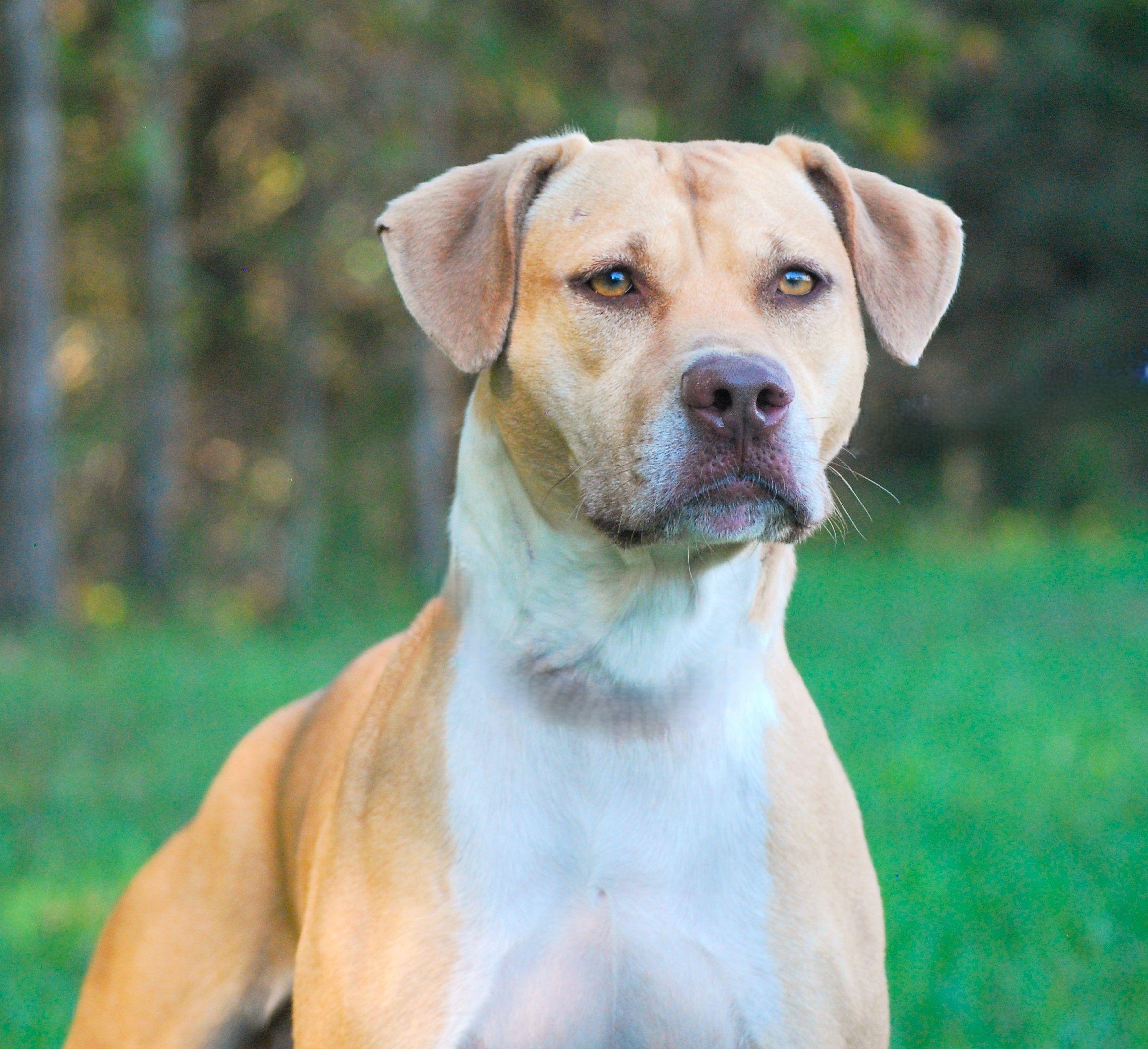 June, a Adoptable mixed breed in manchester, TN image 2/4