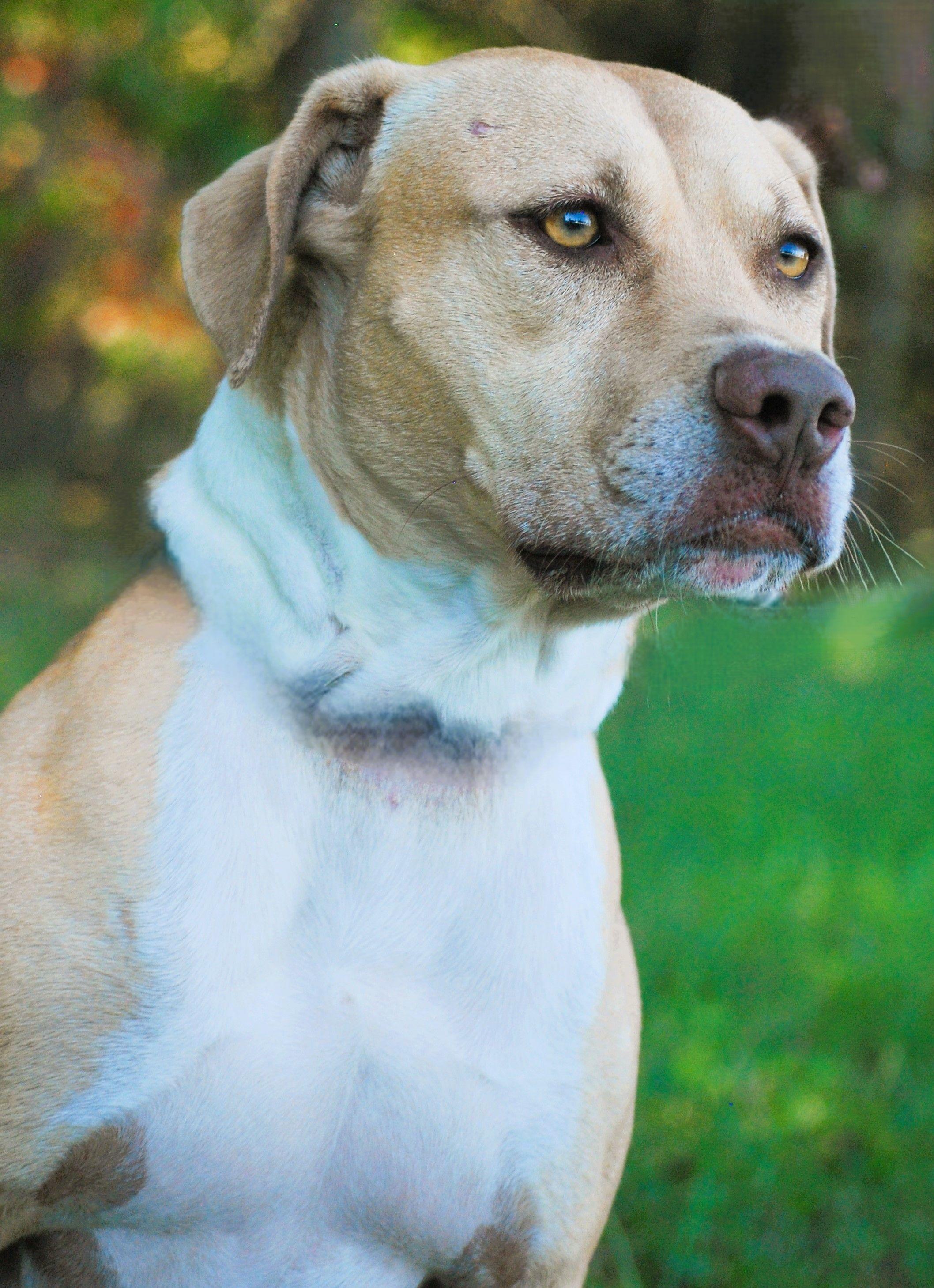 June, a Adoptable mixed breed in manchester, TN image 3/4