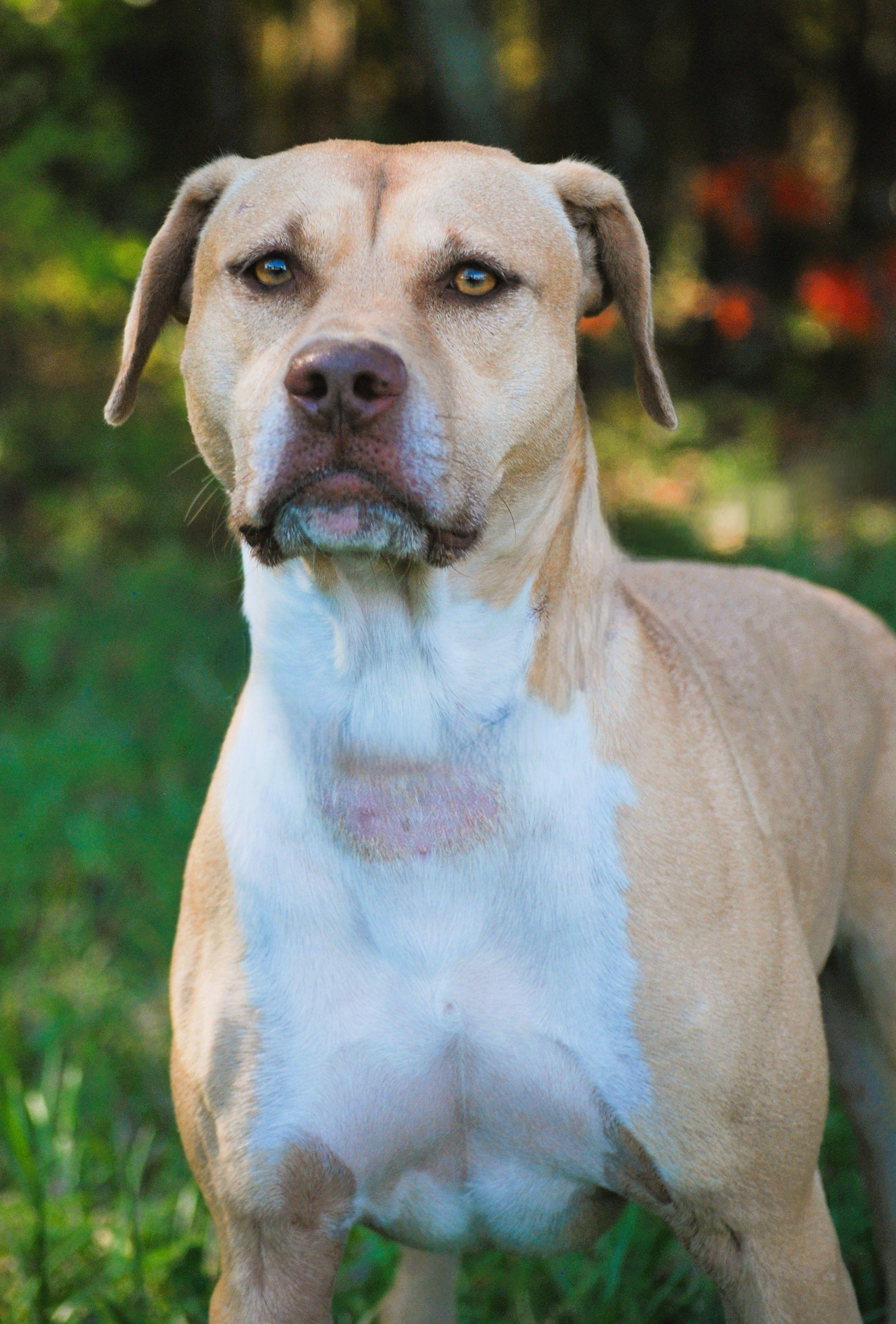 June, a Adoptable mixed breed in manchester, TN image 4/4