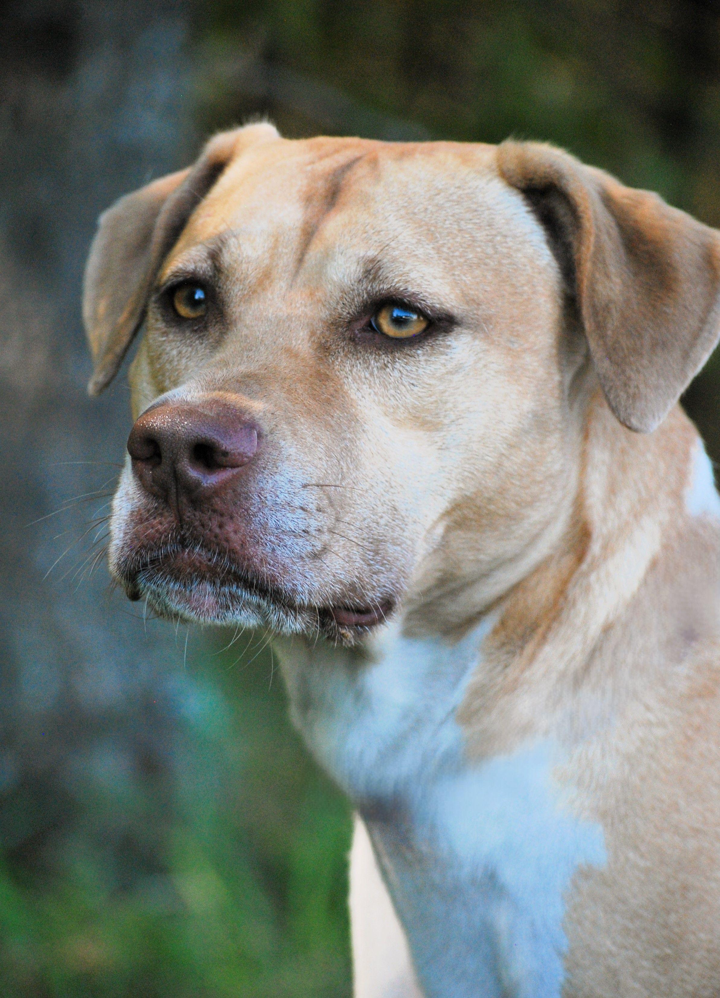 June, a Adoptable mixed breed in manchester, TN image 1/4