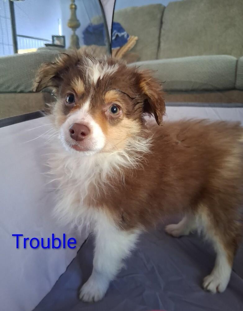 Enlarge 1091 Trouble, a Adoptable Australian Shepherd in Delton, MI image 1/2