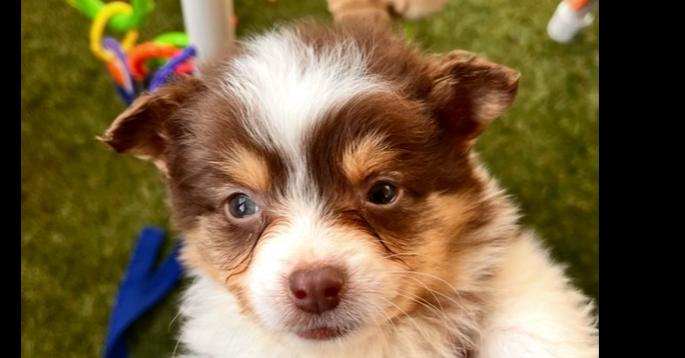 1091 Trouble, a Adoptable Australian Shepherd in Plainwell , MI image 2/2