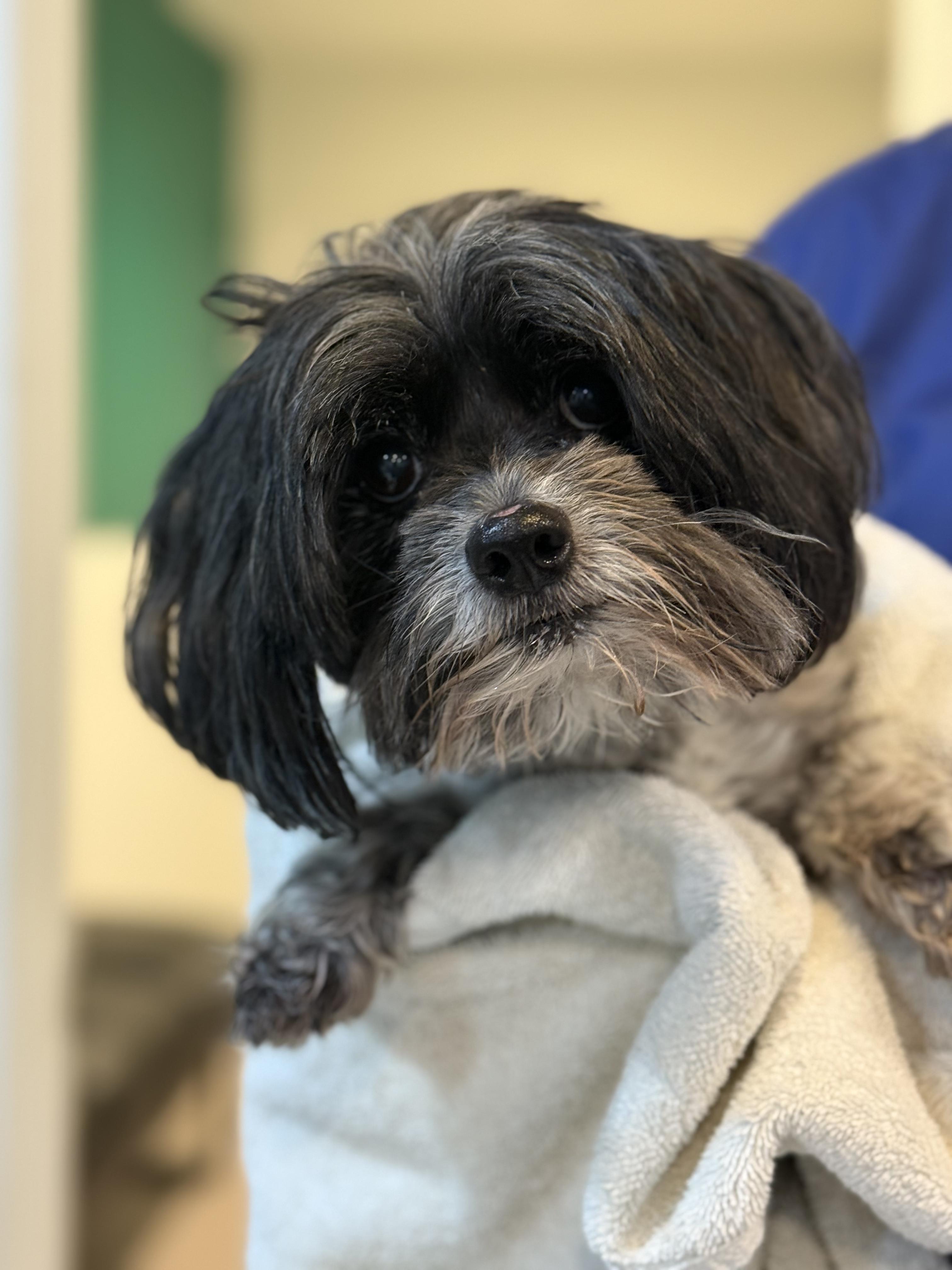 Joey, Adoptable, Adult Male Shih Tzu.