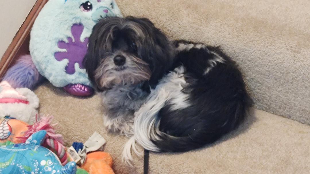 Enlarge Joey, a Adoptable Shih Tzu in Blue Springs, MO image 2/2