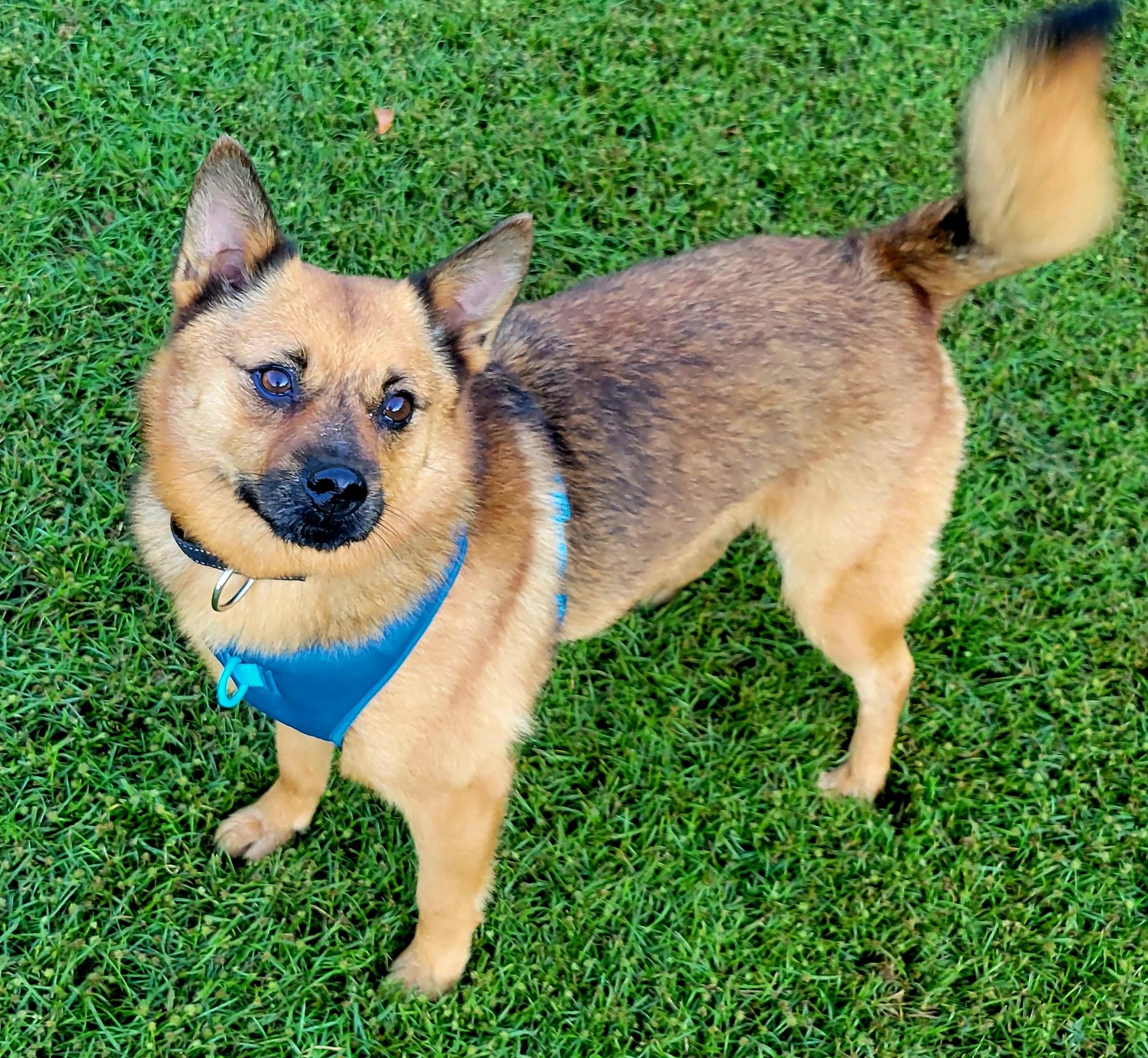 Rusty, ADOPTABLE, Adult • Male, Finnish Spitz.