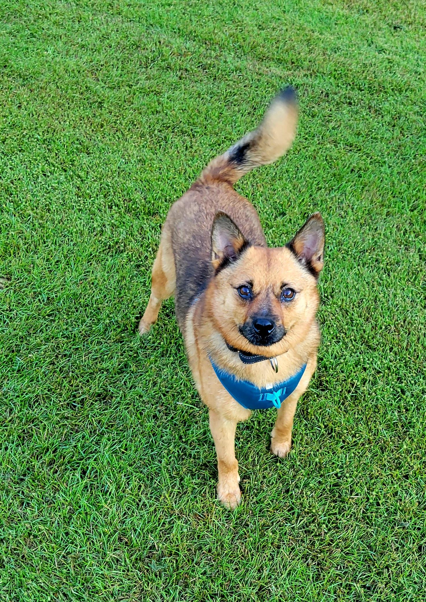 Enlarge Rusty, a Adoptable Finnish Spitz in Hammonton, NJ image 3/6