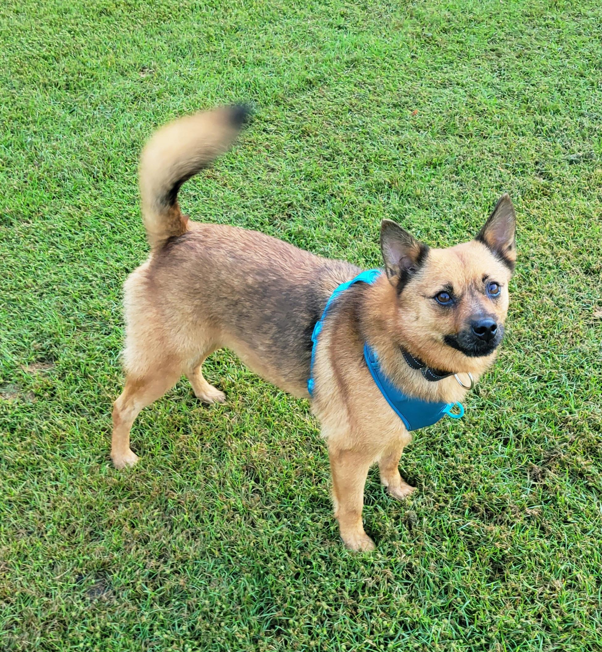 Enlarge Rusty, a Adoptable Finnish Spitz in Hammonton, NJ image 6/6